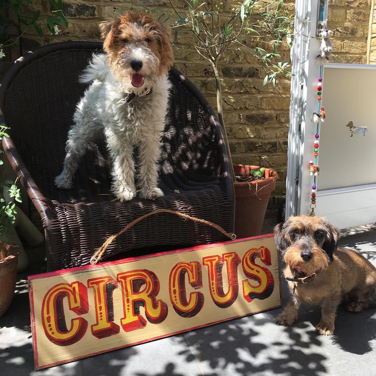 Wales, in the UK, banned the use of wild animals in Circuses today. Unbelievable we have to get to 2020 before this happened, especially as we all know that the *only* animals any Circus needs are dogs! 🎪🐶 #incrediblyclever #caninecircus #circusdog