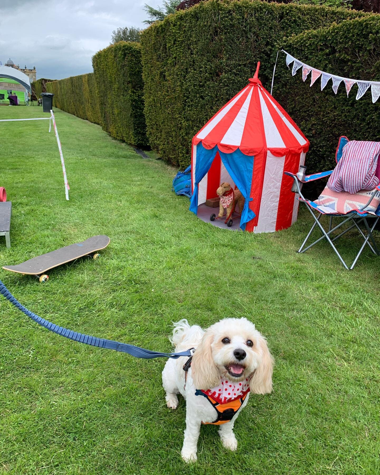 The Greatest Dogs on Earth 💥 We couldn&rsquo;t have dreamed for a keener, more committed bunch of circus recruits to join us today 🤡 Super-brave doggos 🐶 trying out all kinds of activities and fantastic, enthusiastic handlers juggling leads, hoops