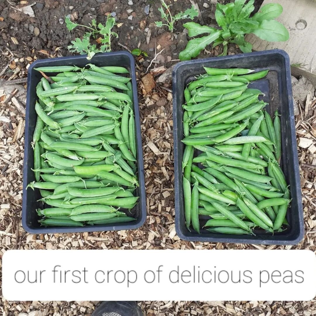 Whist we have been busy digging down Trelai Park, Frankie and our amazing volunteers have be keeping on top of the garden. Swipe to see what they have been growing...