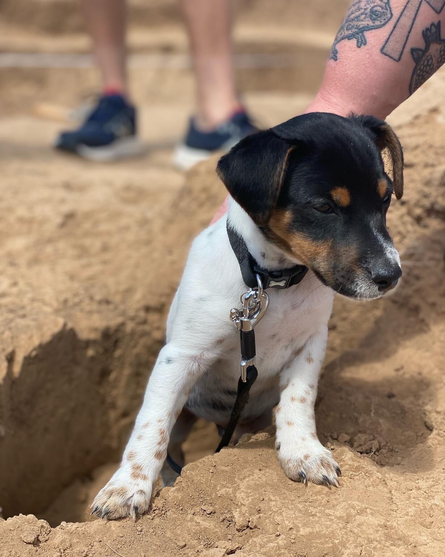 Today marked our last day of digging before filling in tomorrow. Thousands of you stopped by the site and made this dog so very special. A huge shout out to our amazing volunteers and dedicated students, all made possible with the help of some incred