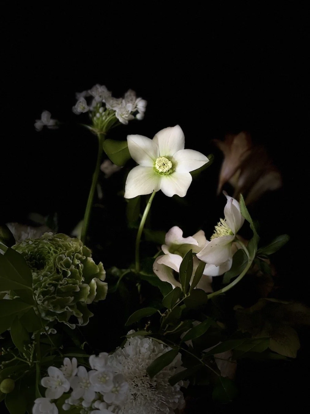 Close-up of white flowers and green foliage on a dark background.