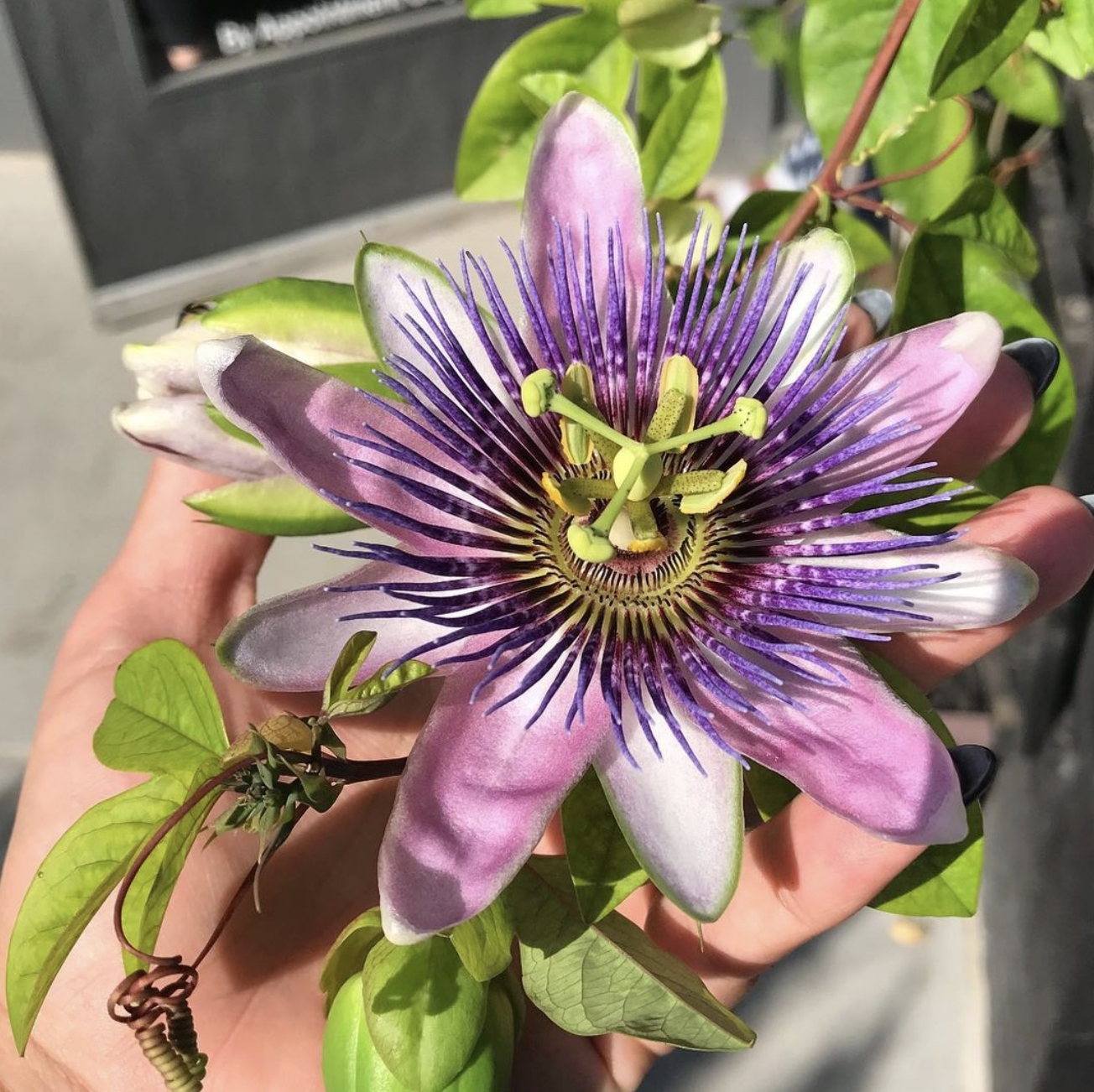 A person holding a large, vibrant passionflower with purple, white, and pink petals and a complex center with green stamens and purple filaments, surrounded by green leaves.