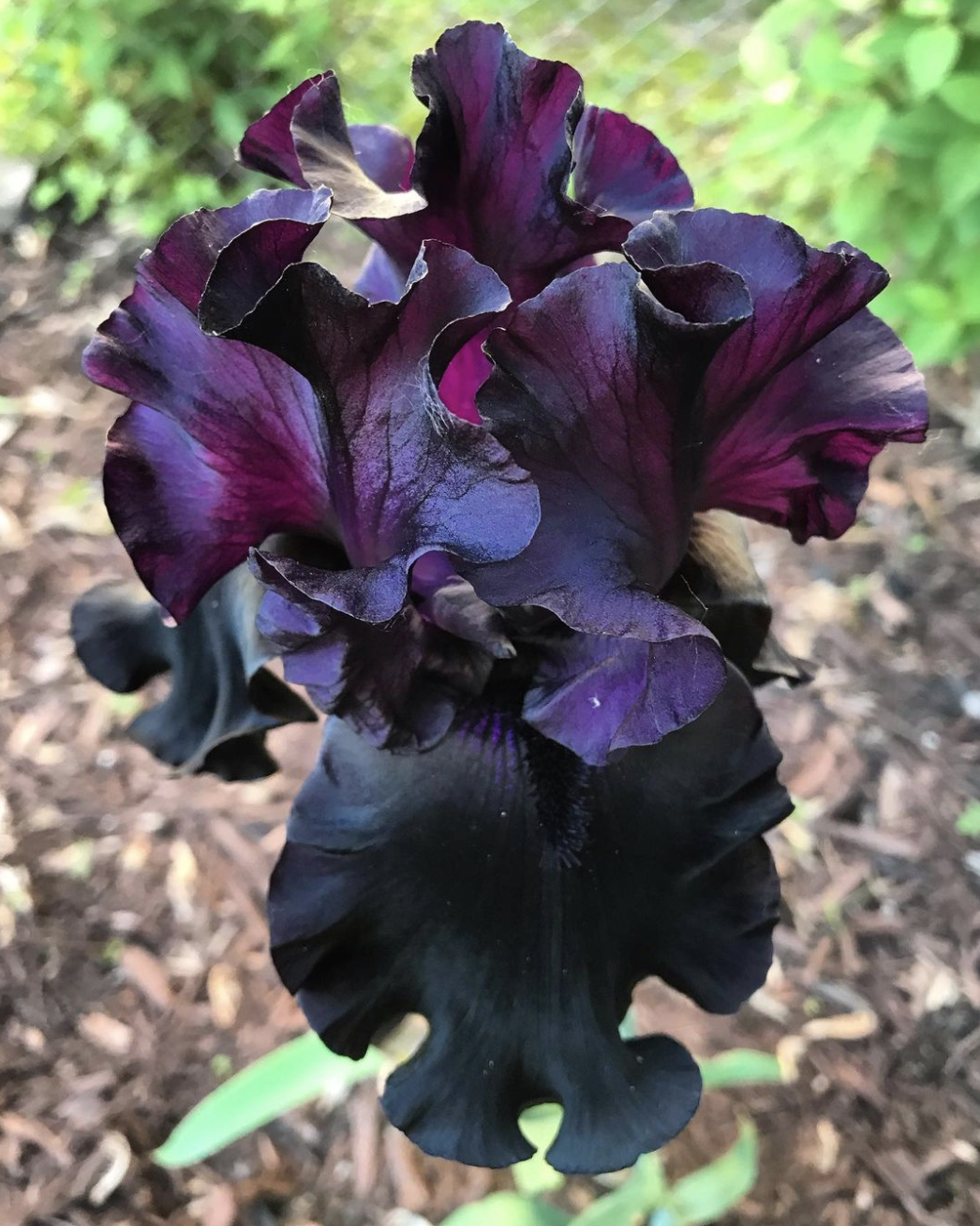 Close-up of a black and purple flower, likely a violet, with ruffled petals against a blurred outdoor background.