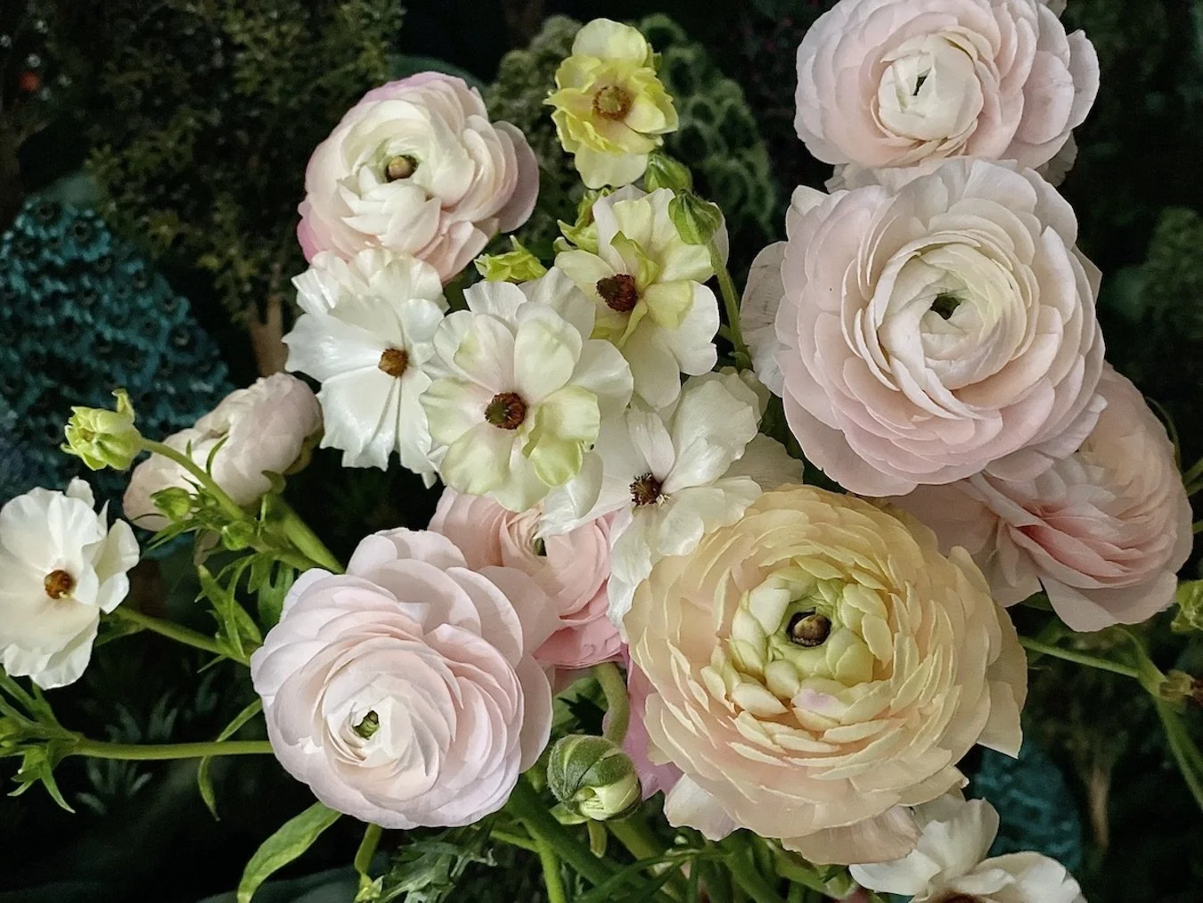 Close-up of a variety of light pink and white ranunculus flowers with dark centers, surrounded by green foliage.