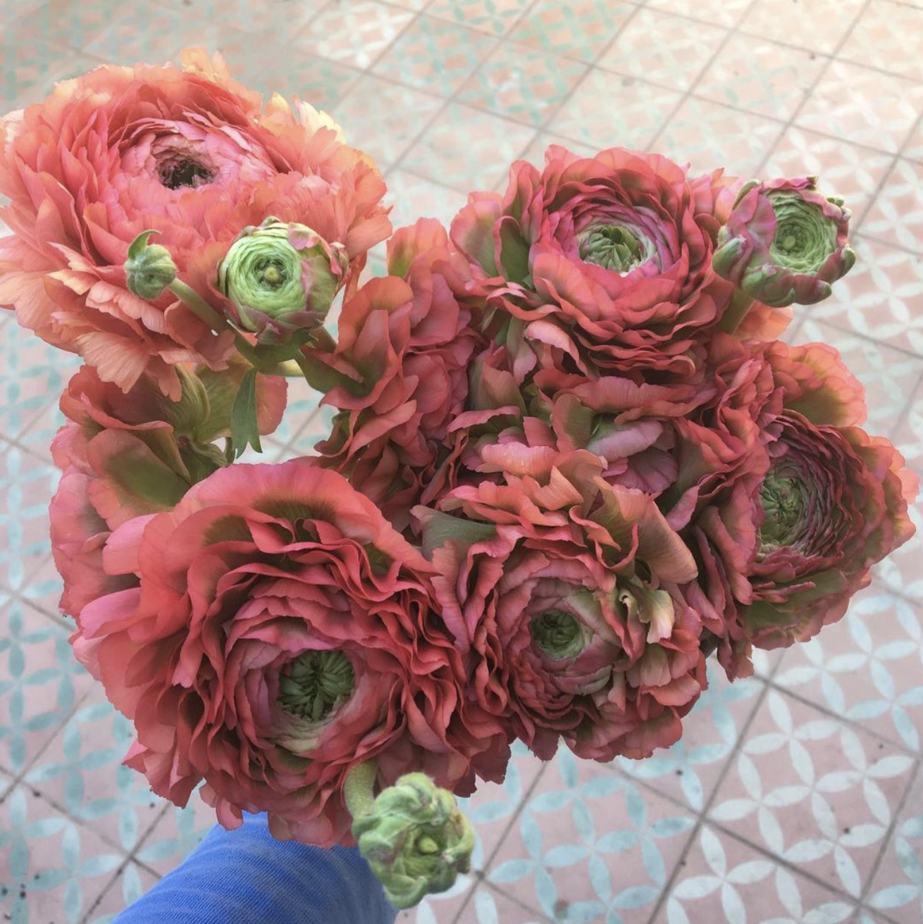 A bouquet of pink and coral ranunculus flowers with green buds, held by a person wearing a blue sleeve, placed on a patterned tile floor.