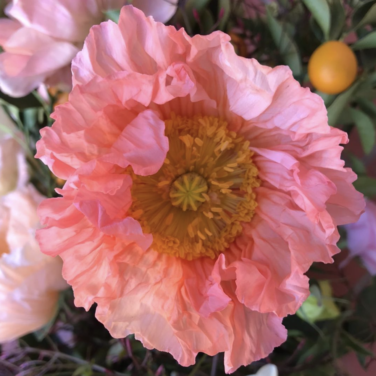Close-up of a peach-colored poppy flower with ruffled petals and a yellow center, surrounded by green leaves and other blurred flowers in the background.