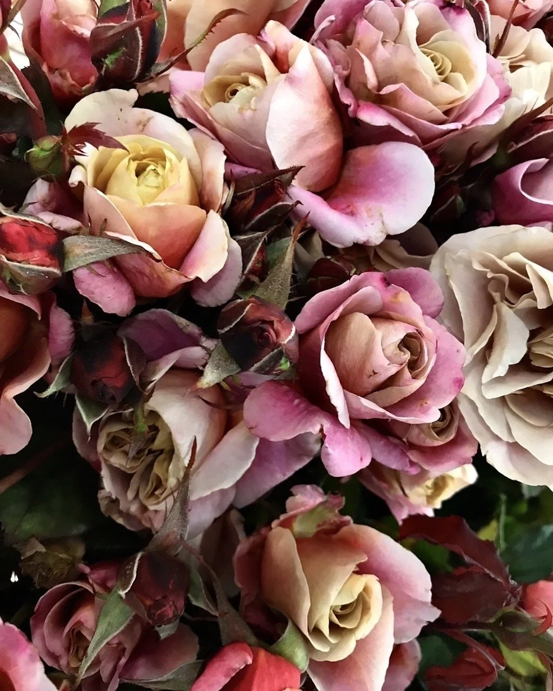 Close-up of a cluster of pink, cream, and peach roses with some unopened buds and green leaves.