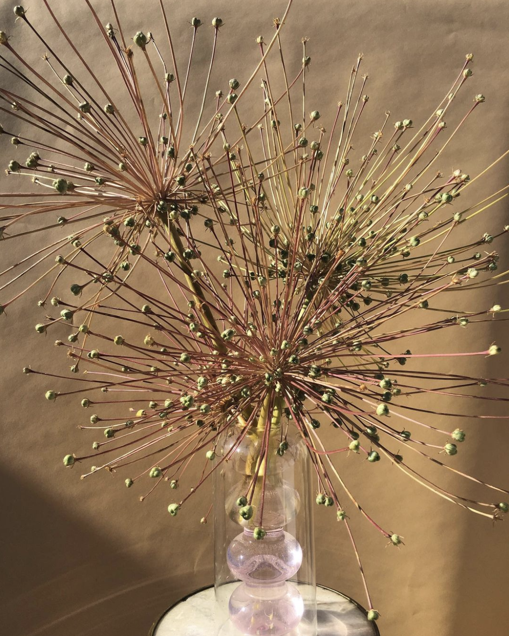 Dried allium flower with multiple globe-shaped seed heads on long, thin stems in a glass vase.