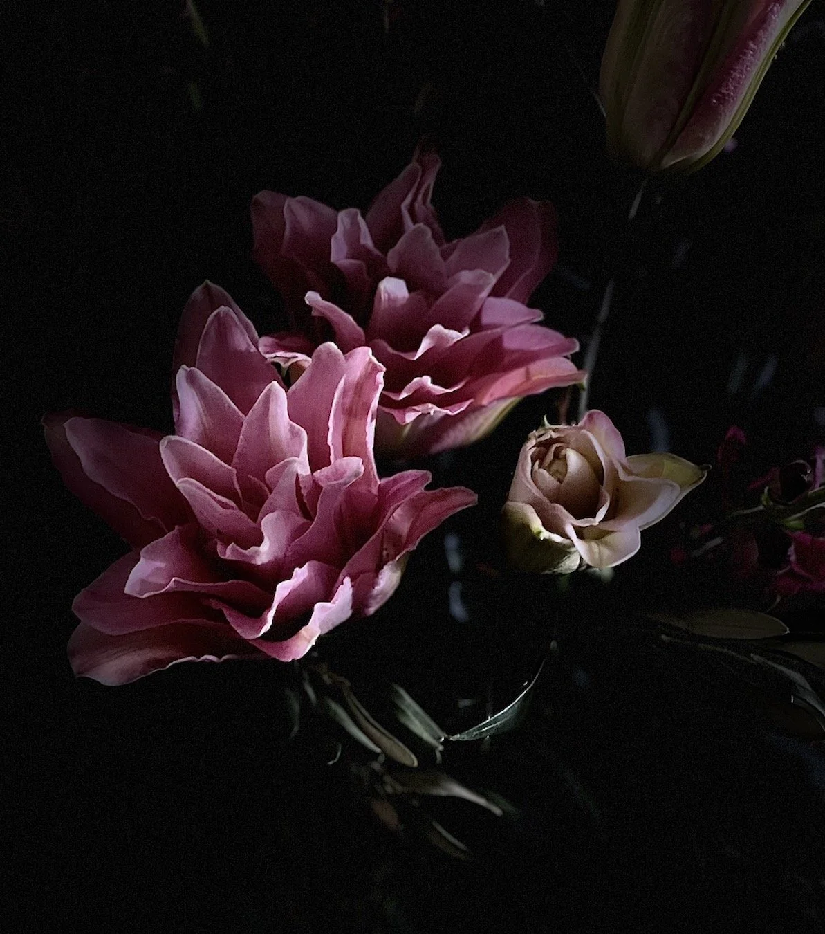Close-up of pink and white flowers, possibly roses or lilies, against a dark background.