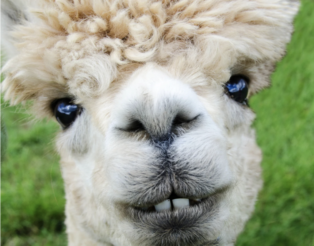 Planting Flowers &amp; Petting Alpacas: Wednesday, June 10th (click here to enroll)