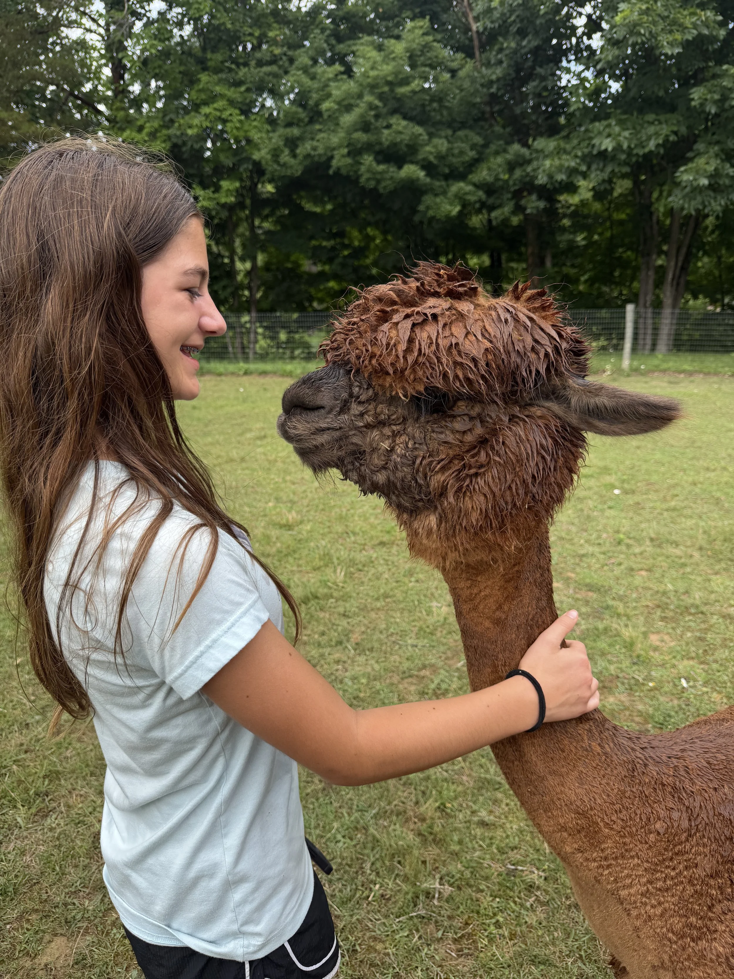 Alpaca Cuddles!