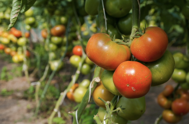 Wildly Nourished - Foraging and Farming: Tuesday, July 28th (click here to enroll)
