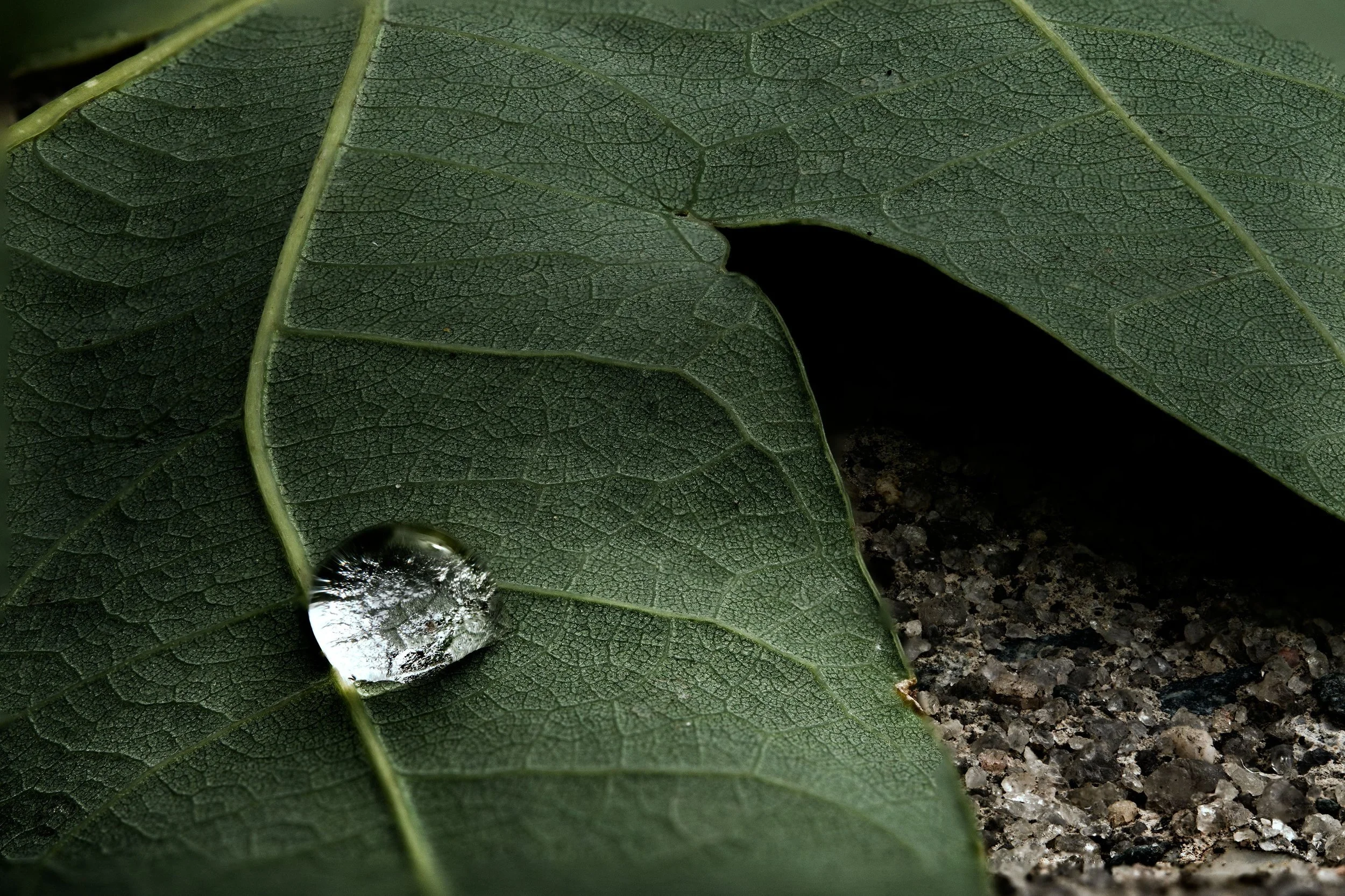 22.05-Drop+on+Leaf.jpg