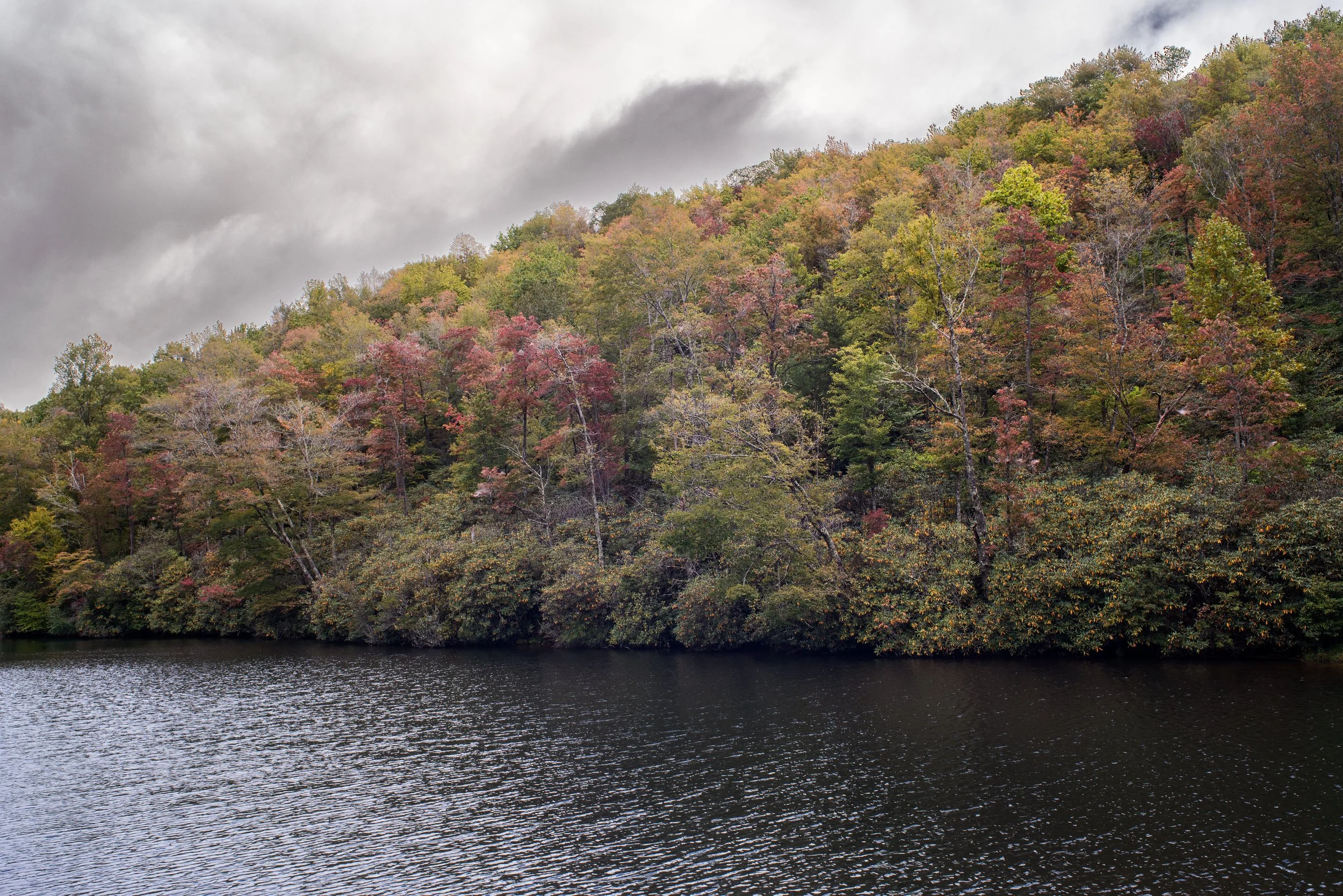 20-09-26_WallTrees_DSC02091-1.jpg