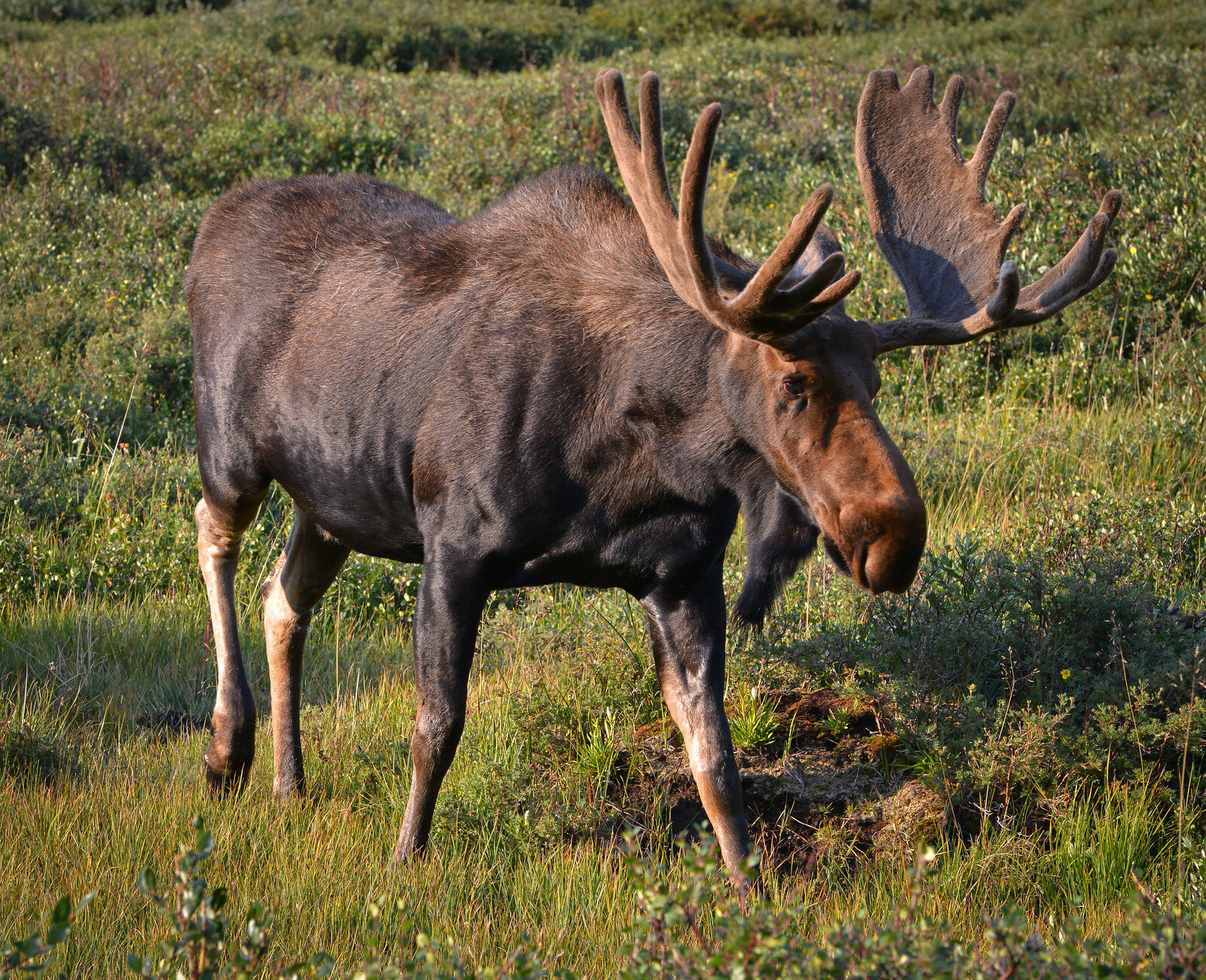 WDB-moose bull.jpg