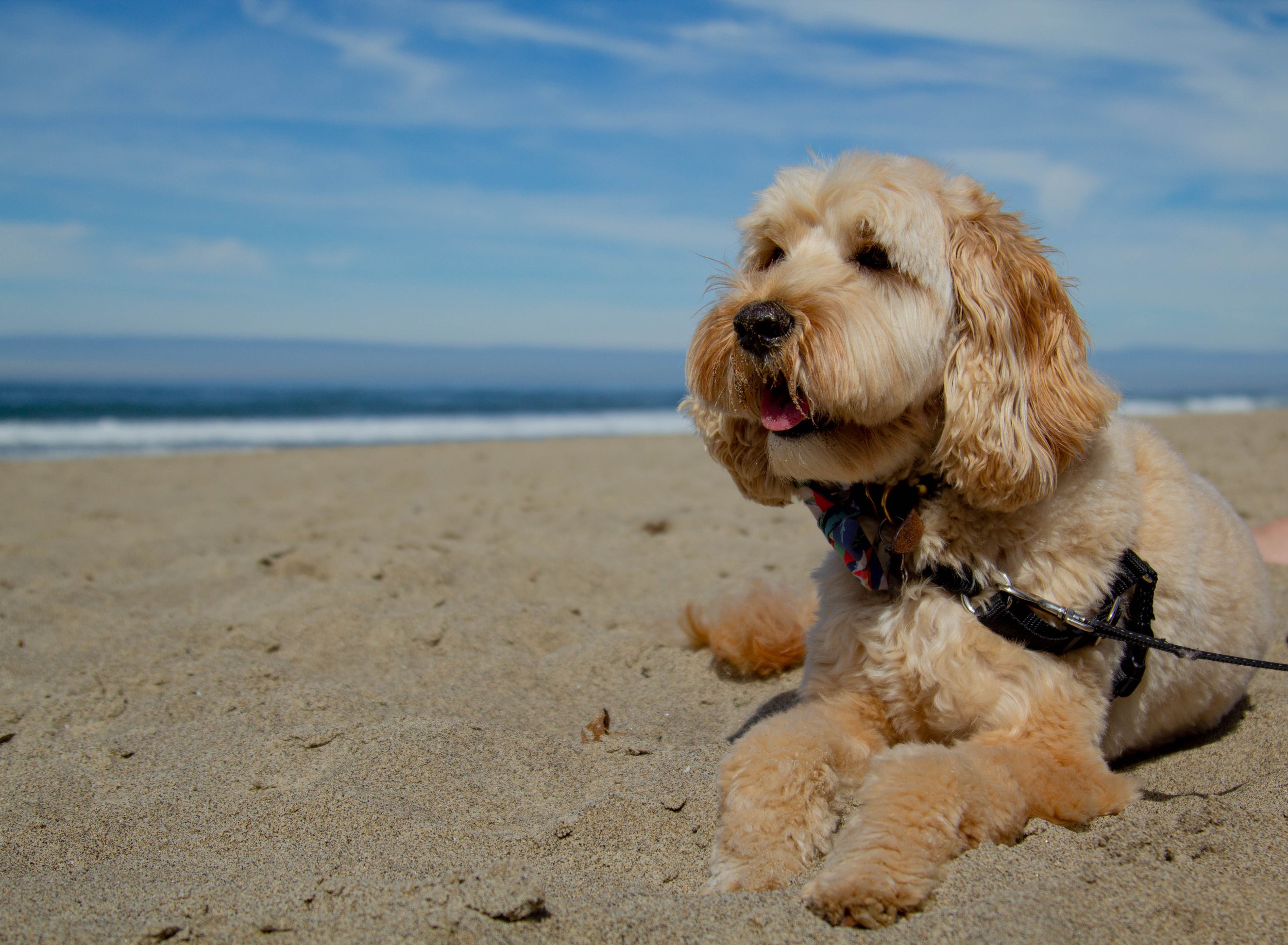 Ozzie-3655.jpg