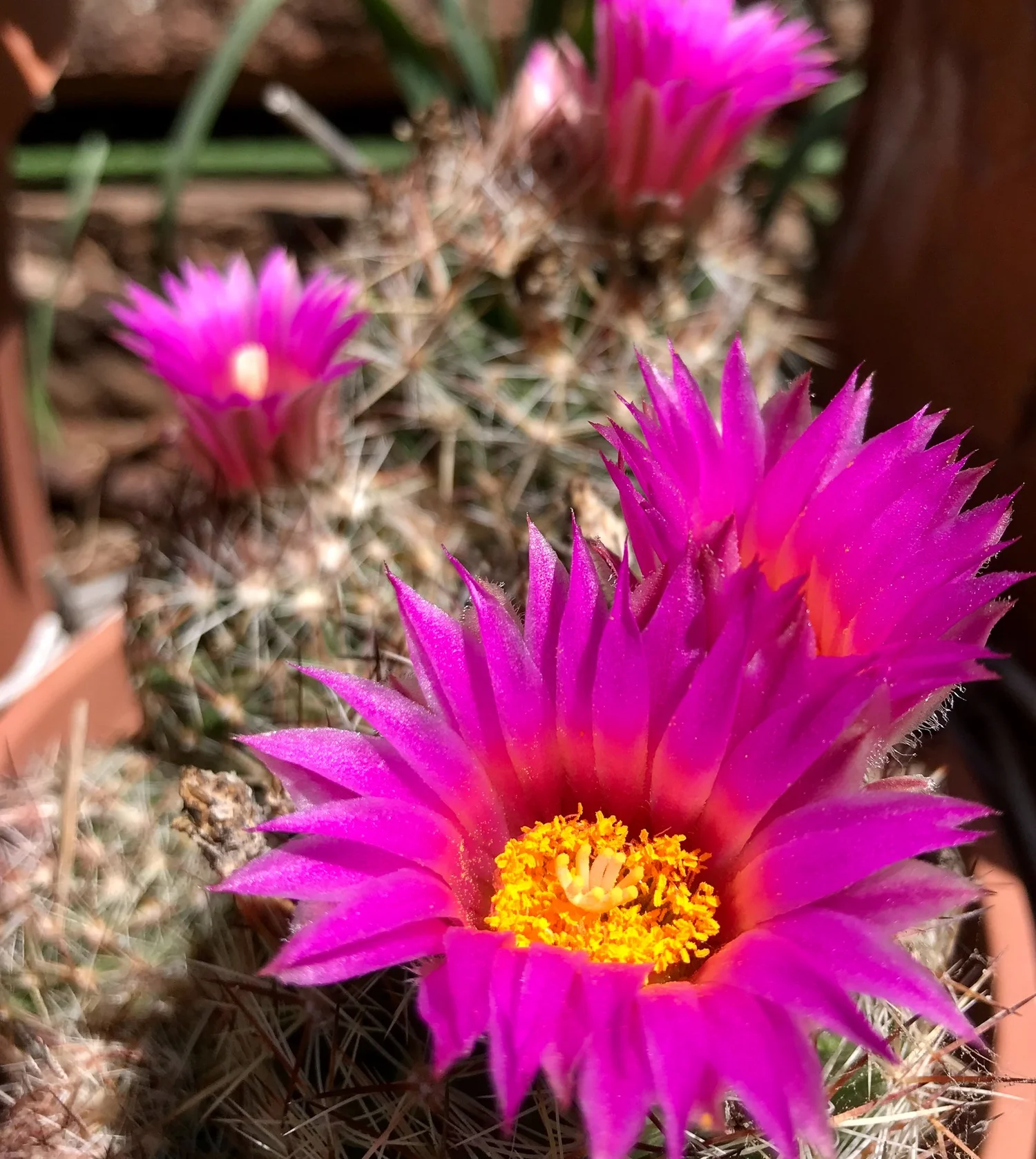 Arroyo Hondo Land Trust — Arroyo Hondo Land Trust