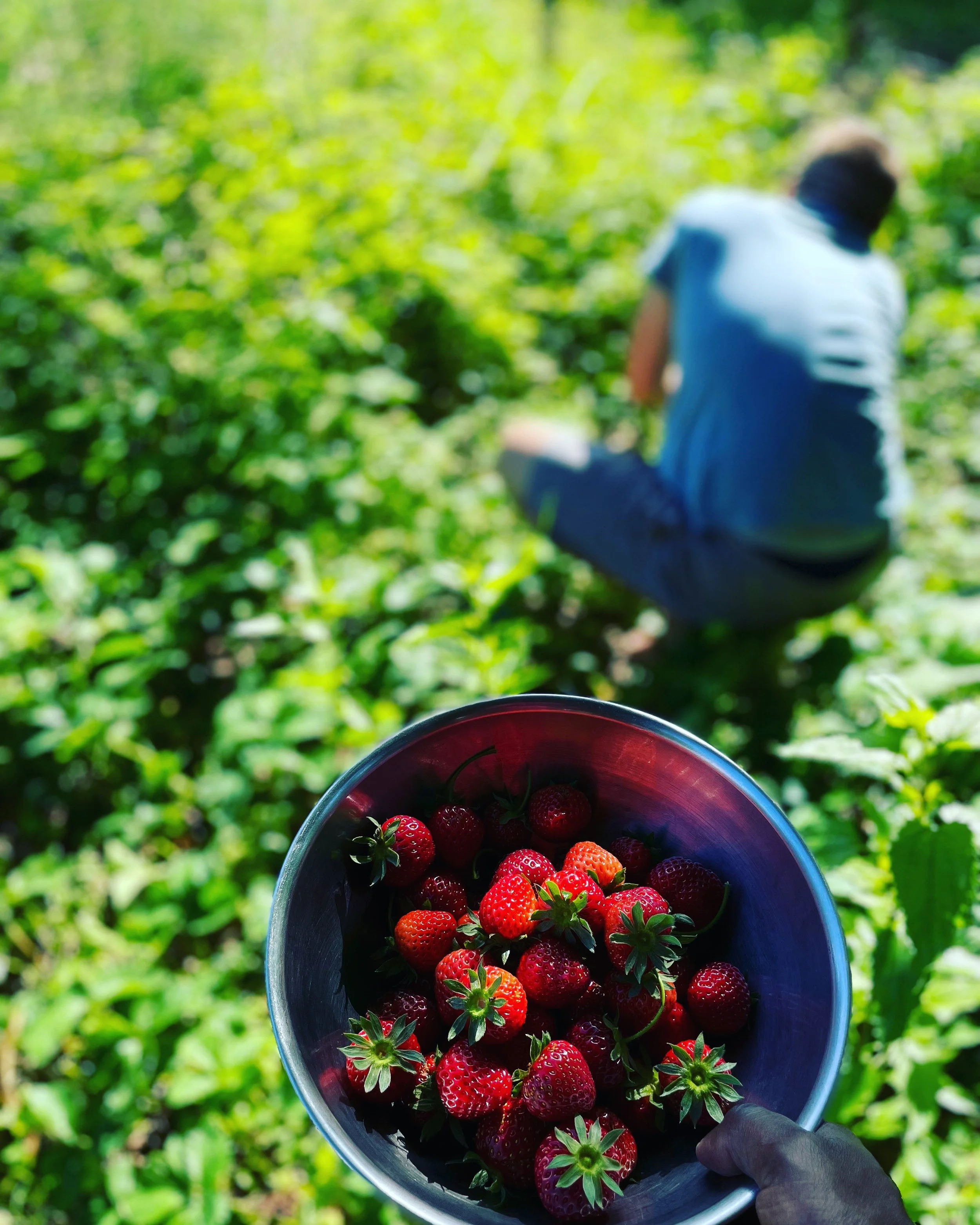 Our Strawberries Were Popping Up Everywhere In The Backyard!