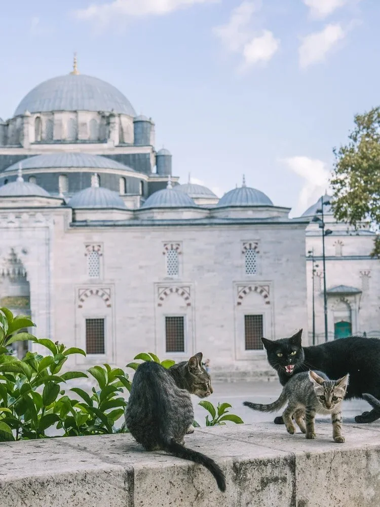 Meet the kitties of Istanbul!!! Literally heaven on earth ✨ Everyone here collectively takes care of them to make sure they always have food and water all over the city 💕 SO HEARTWARMING