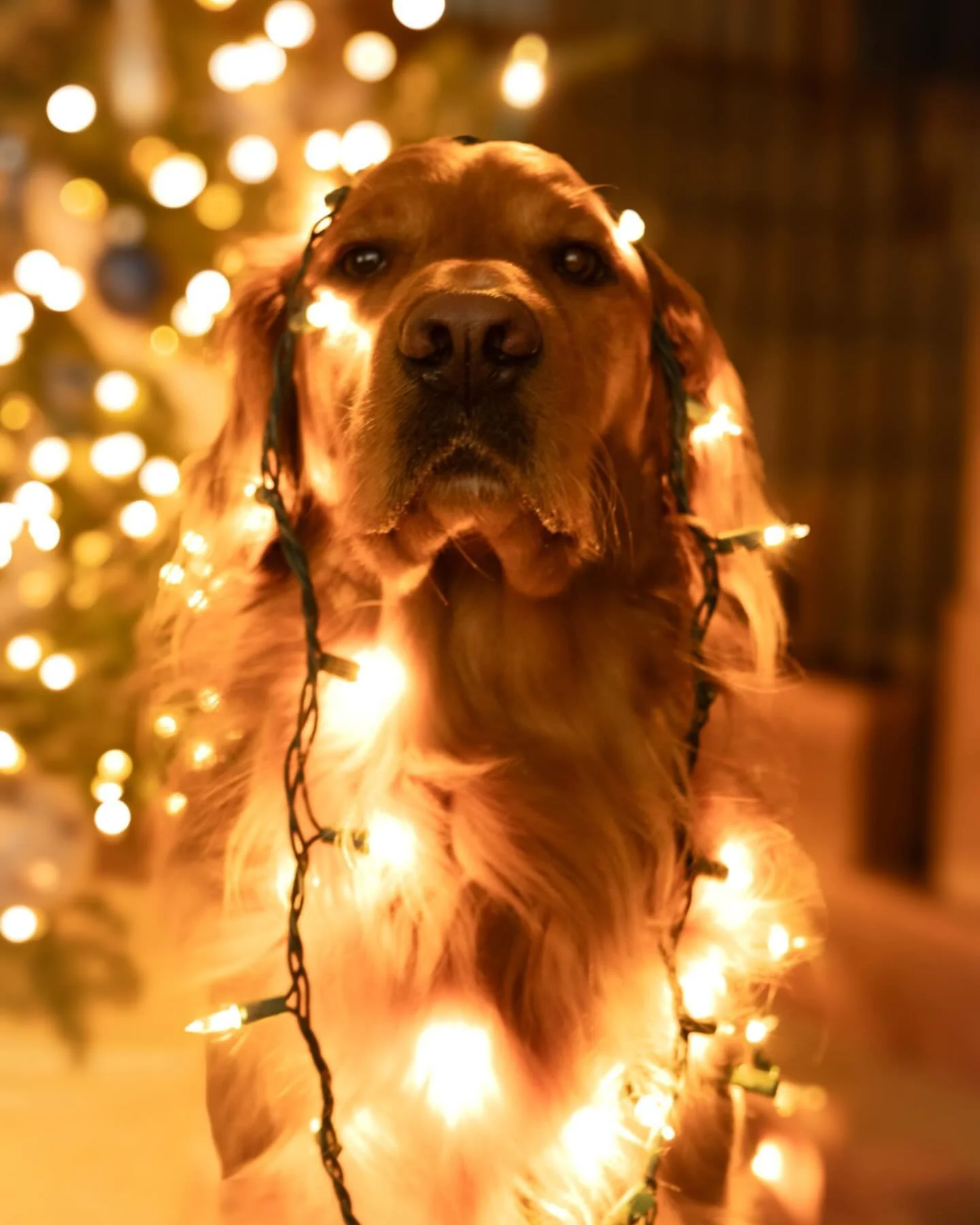 my sweet Christmas boy!

#goldenretriever