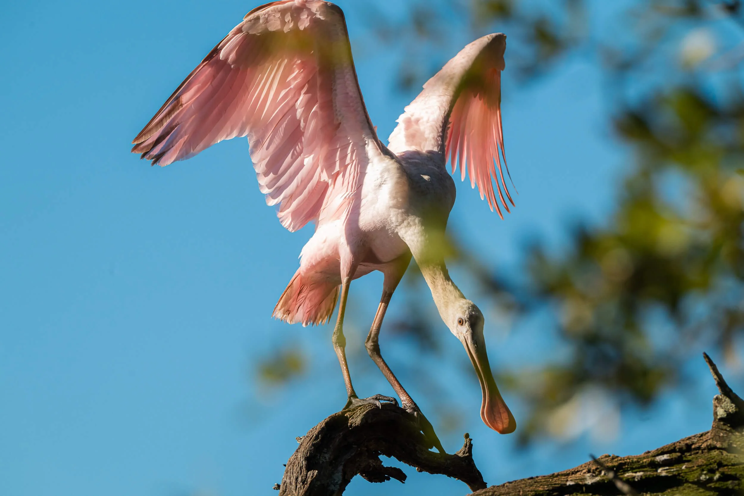 A pink and white heron with wings spread, perched on a tree branch against a blue sky with blurred green leaves in the background.