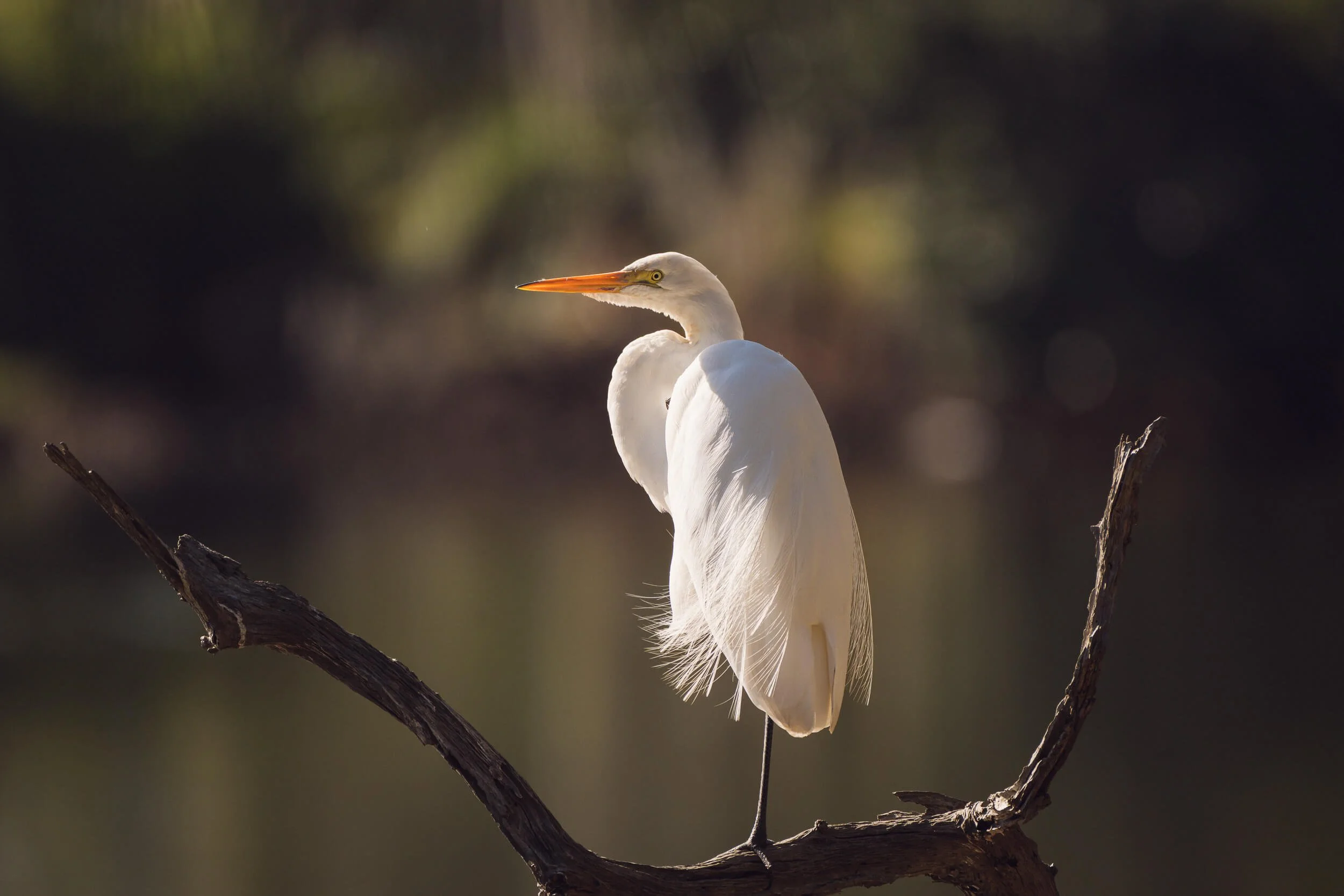 A white heron standing on a dark, curved tree branch with a blurred natural background.