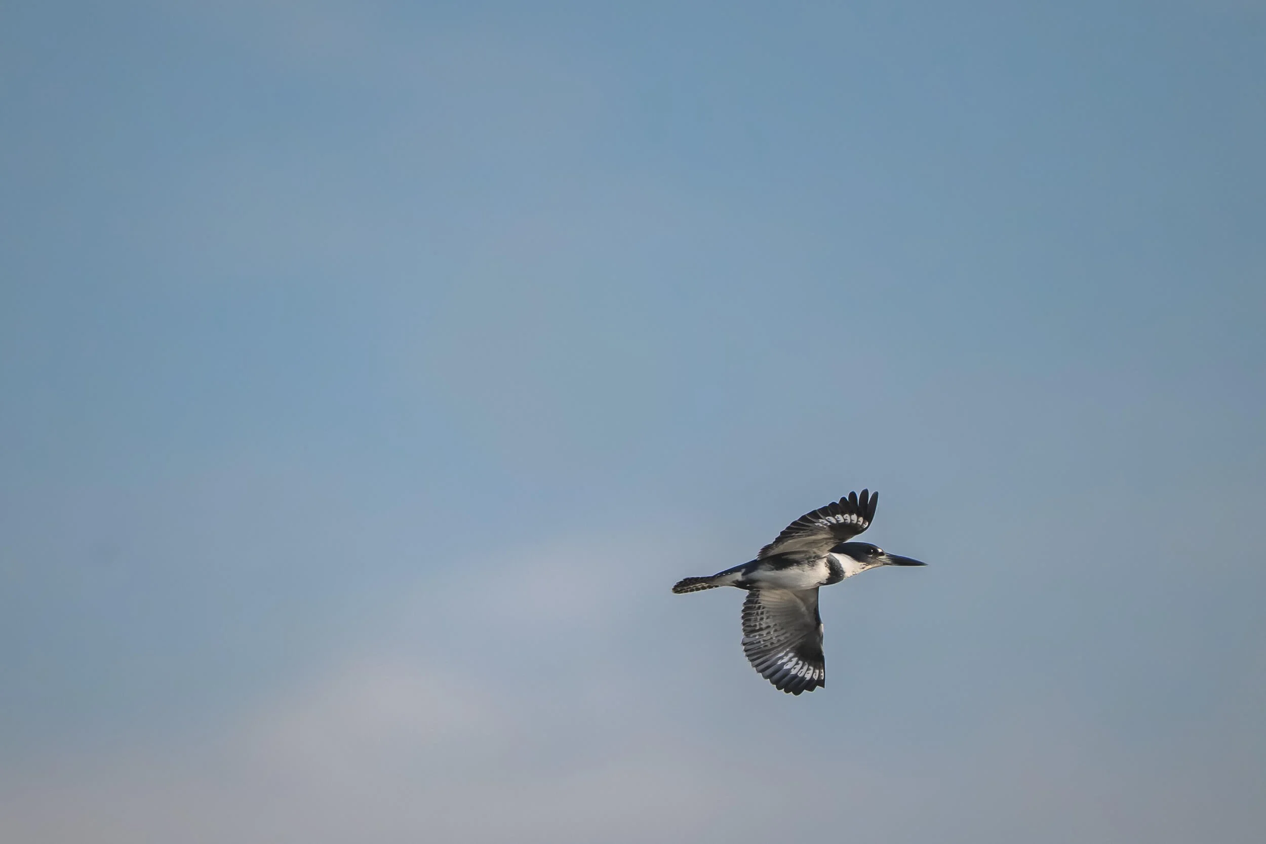 A black and white bird flying in a clear blue sky.