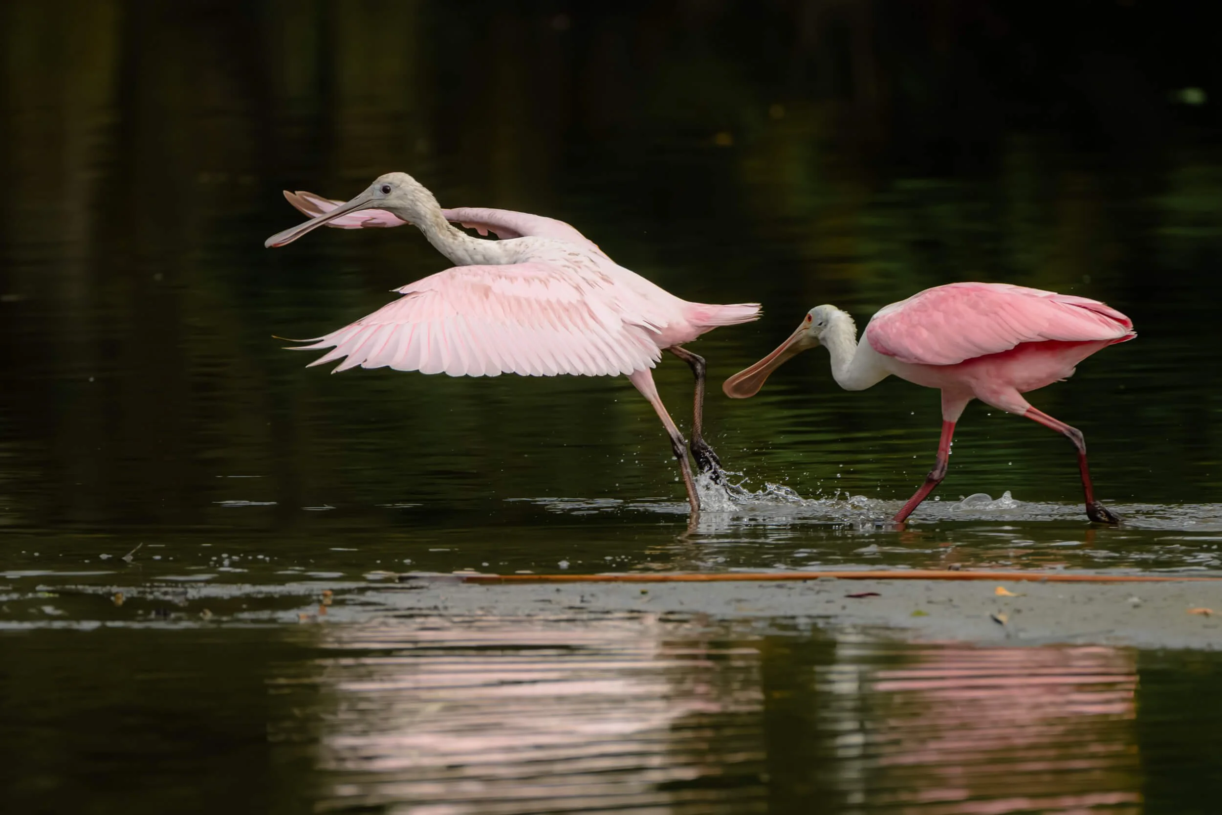 Two pink-colored pelicans in water, one with wings outstretched and the other with beak close to water surface, creating ripples.