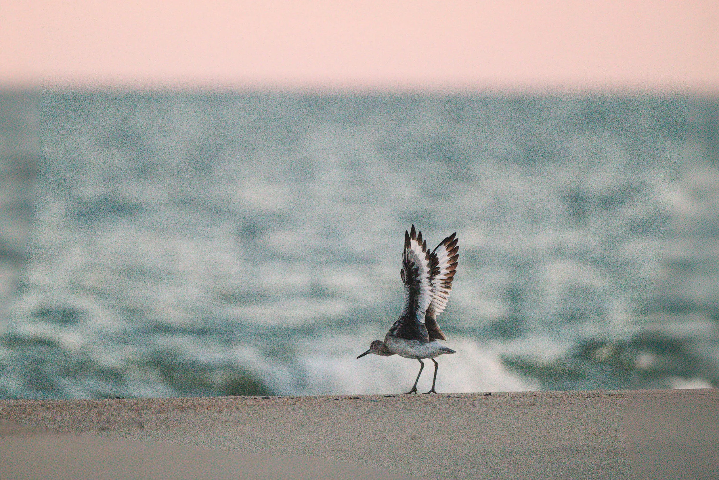 A bird standing on a sandy beach near the ocean, with its wings raised. The ocean waves are visible in the background, and the sky is light pinkish in color.