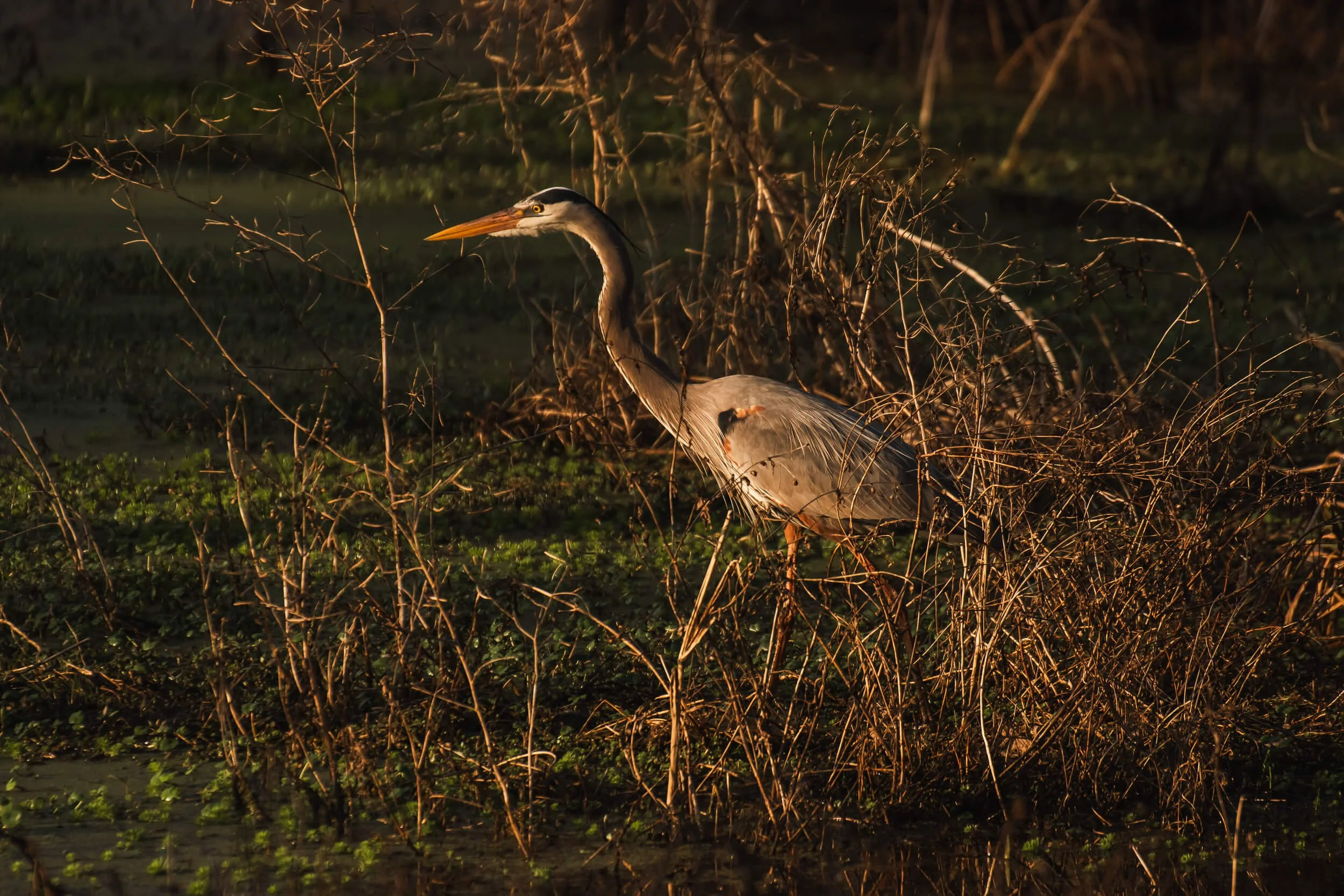 A heron standing in a marsh surrounded by dry, brown vegetation with some green plants, lit by warm evening sunlight.