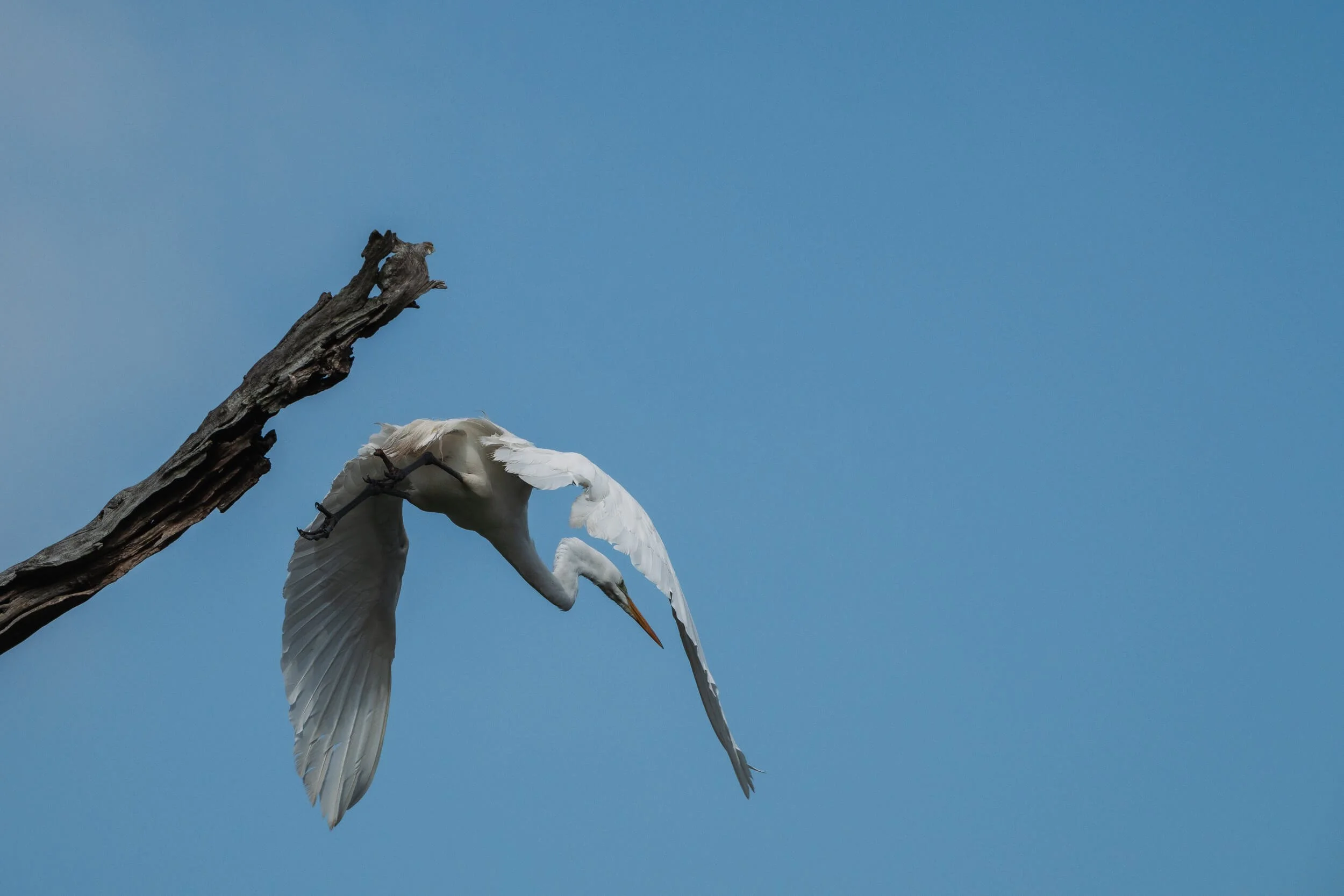 A white egret flying near a dead tree branch against a blue sky.