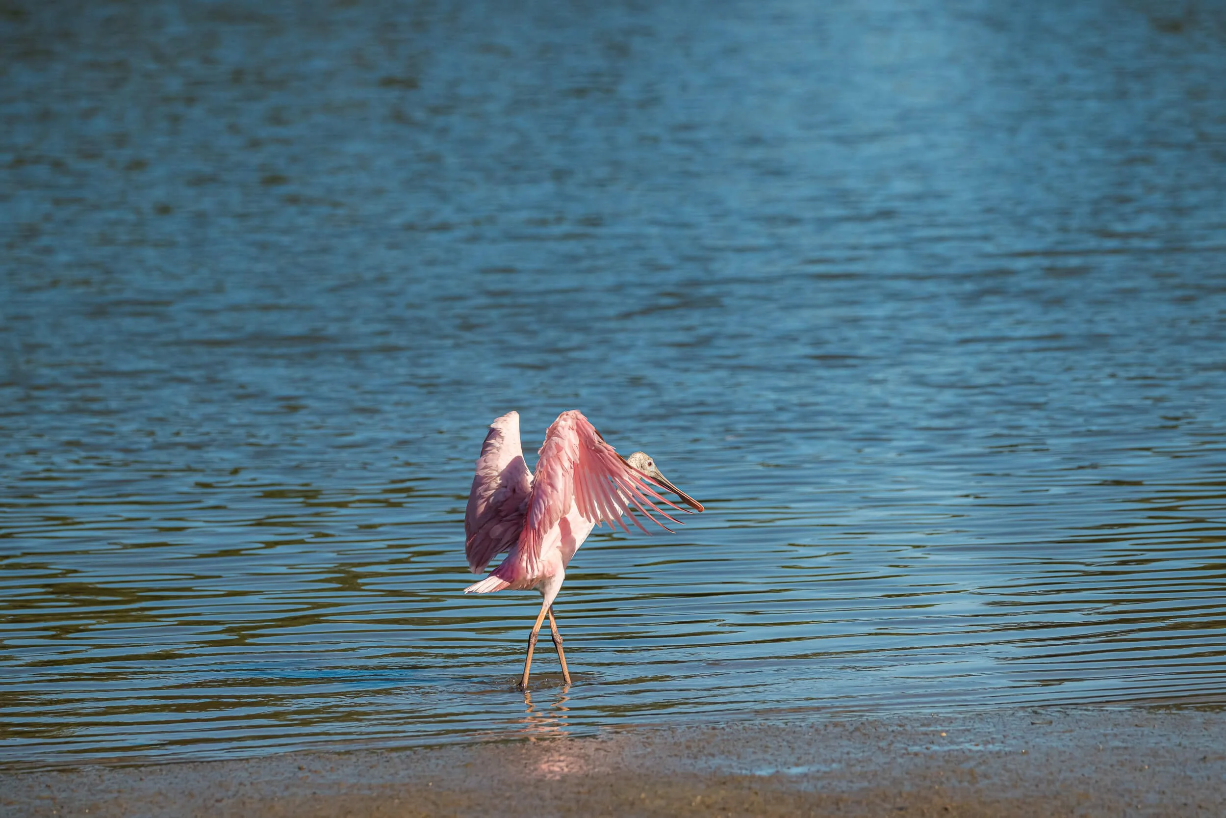A pink pelican standing in shallow water, with its wings partially raised, near the shoreline of a body of water.