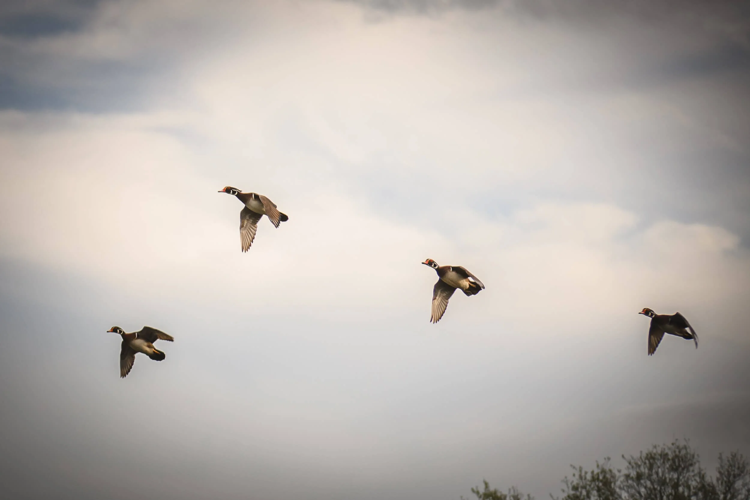 Four ducks flying in a cloudy sky above trees.