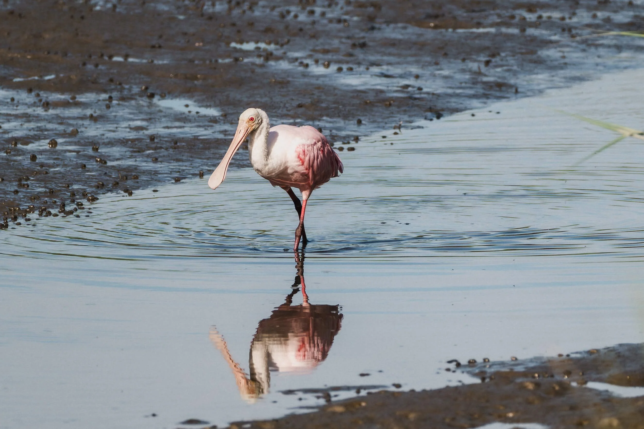 A pink and white pelican wading in shallow water with a reflection visible on the surface, near muddy shoreline.