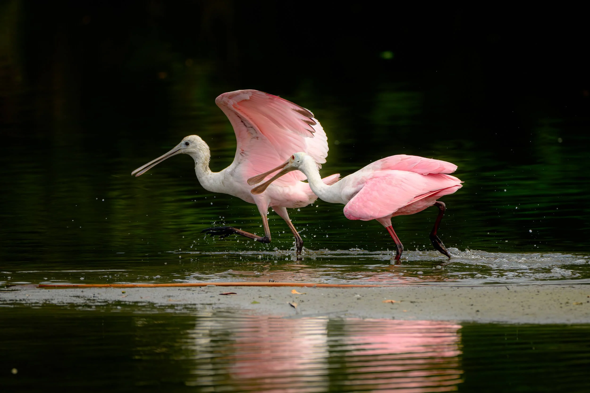 Two roseate spoonbills wading through water with their wings partially extended.
