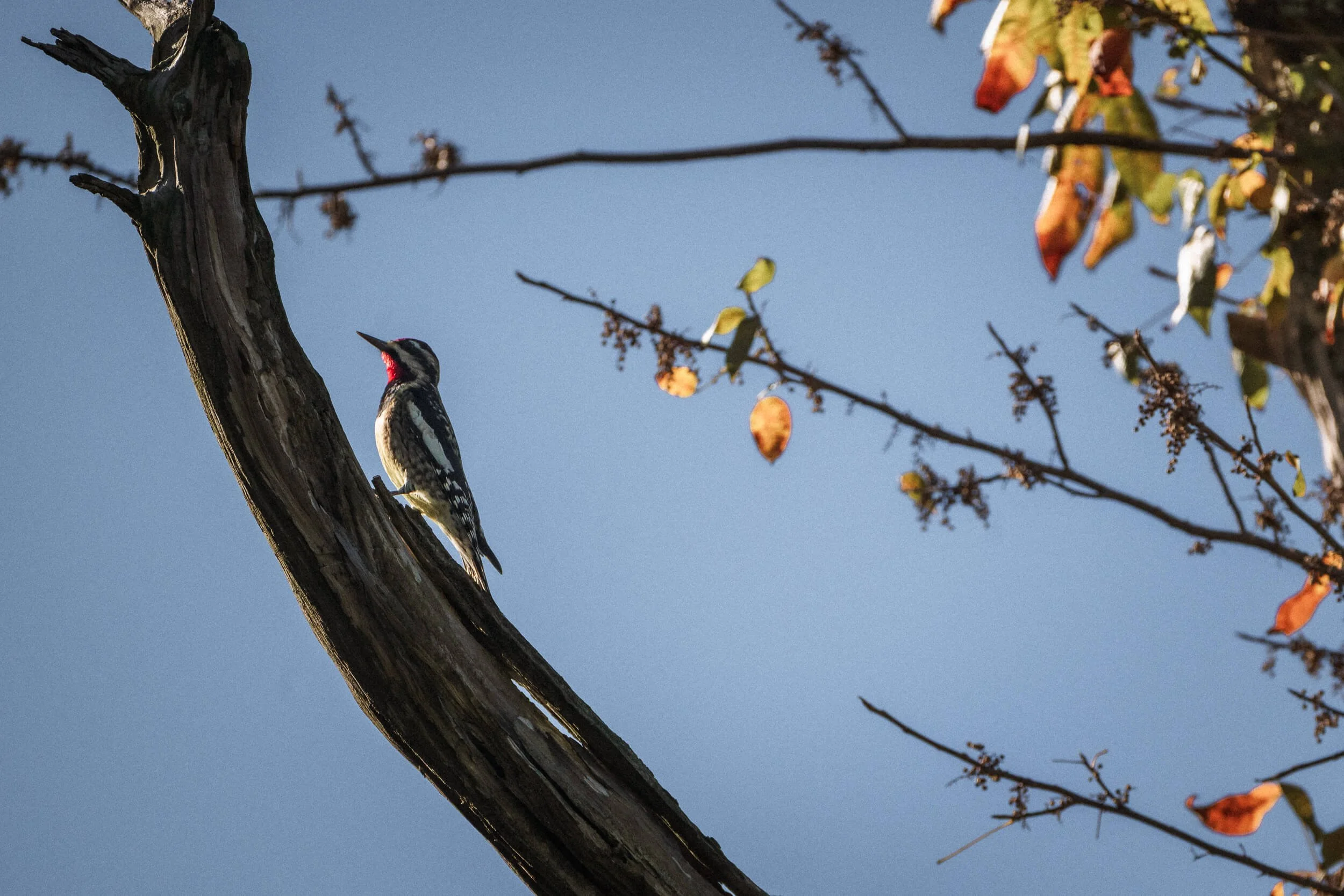 A woodpecker perched on a tree branch against a blue sky, with some leaves and smaller branches nearby.