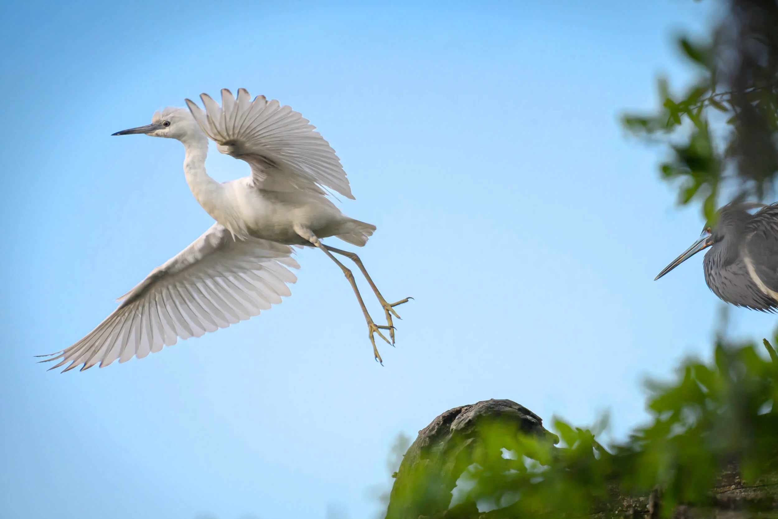 A white heron in flight with wings spread wide, approaching a blue sky, with another heron perched on a tree branch nearby.