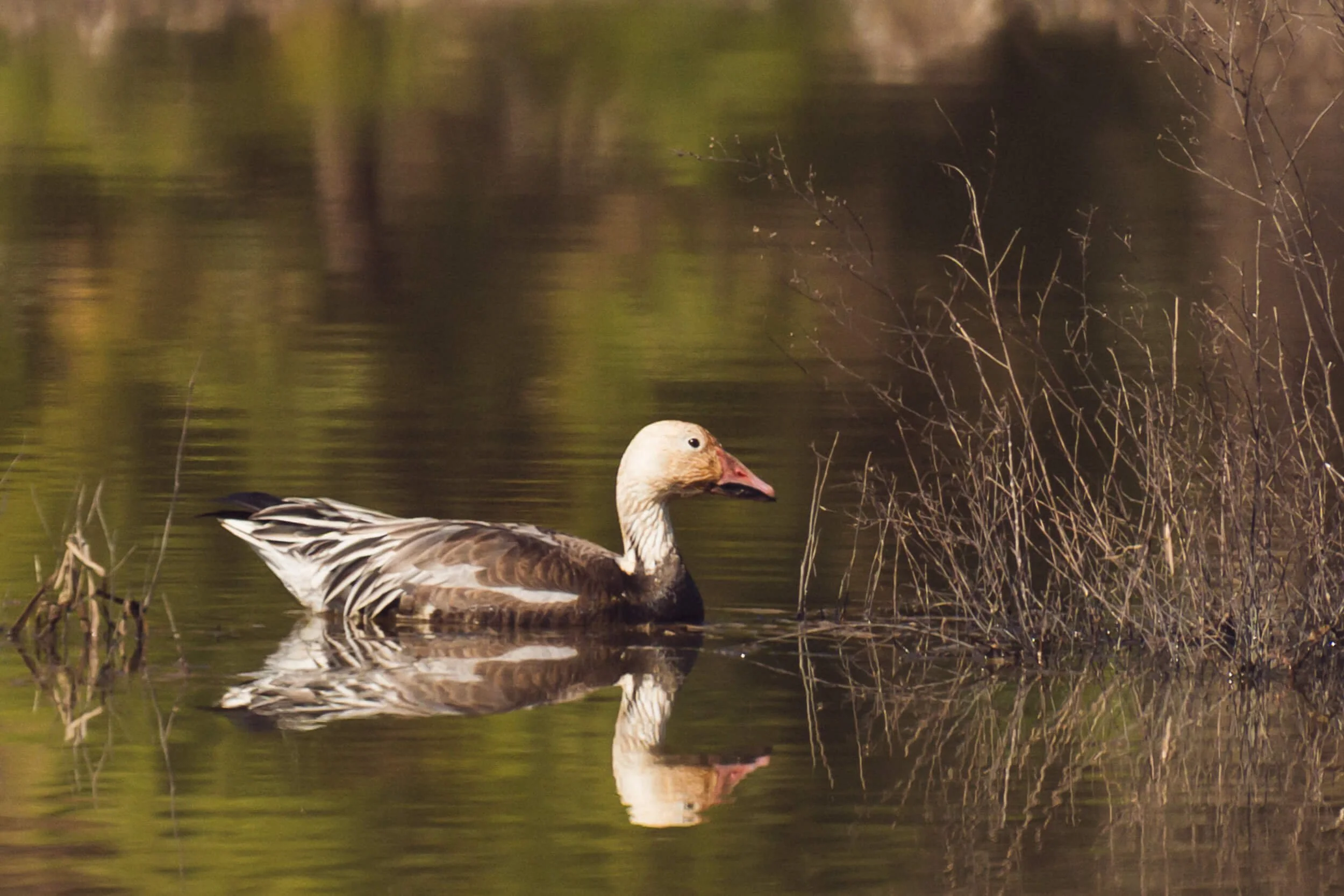 A goose swimming in a lake near some dried reeds, with its reflection visible in the water.