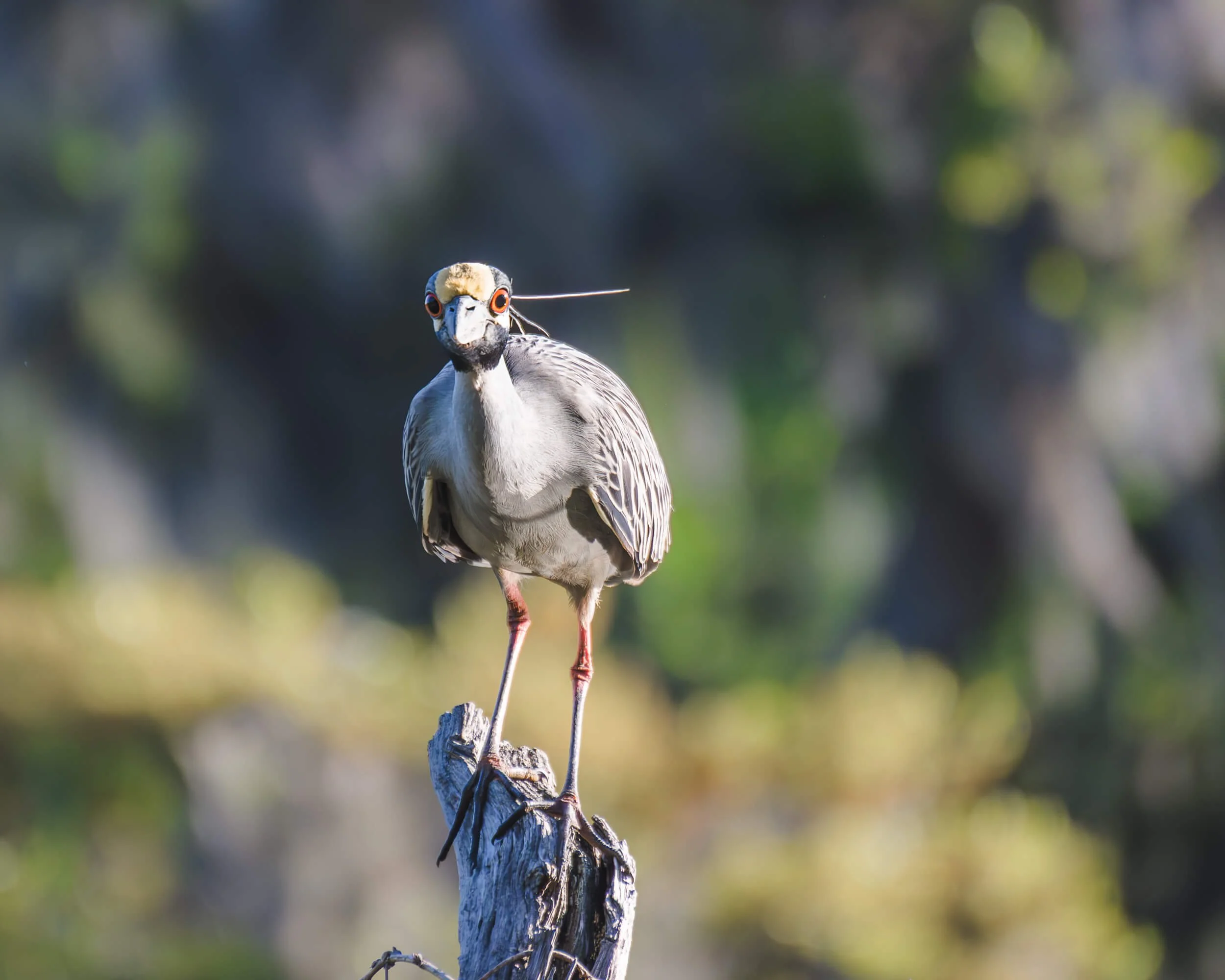 A heron standing on a tree stump in a natural outdoor setting.
