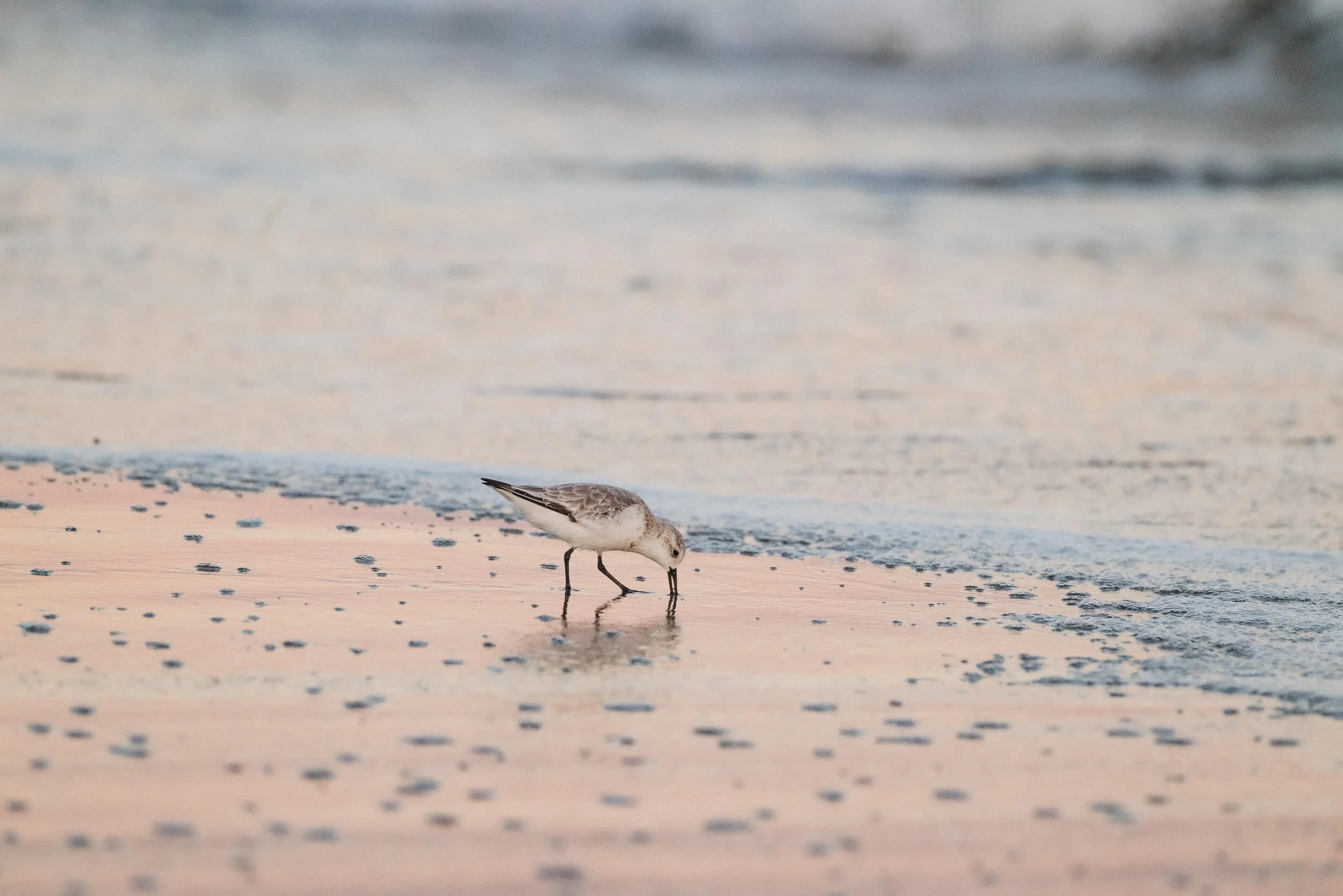 A small bird, likely a sandpiper, wading on the shore of a beach, pecking at the wet sand near the water's edge during sunset or sunrise.
