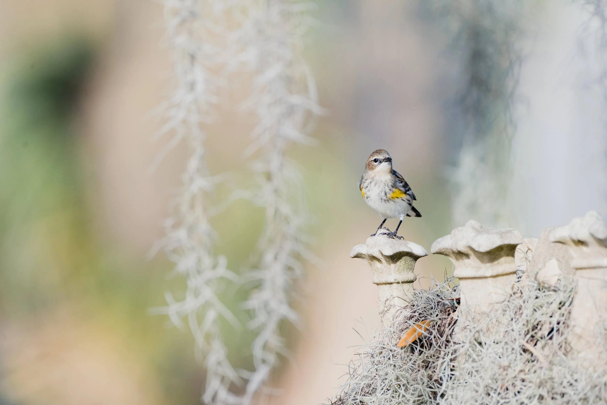 A small bird with yellow and black markings perched on top of a stone column with weathered, gothic-style design, surrounded by gray moss and lichen, with blurred green and beige background.