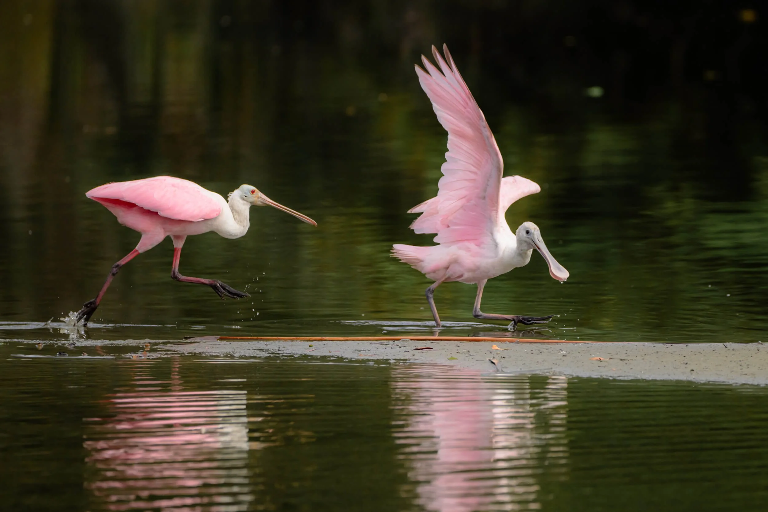 Two pink-colored pelicans walking across a shallow body of water with a reflective surface, one with wings partially open.