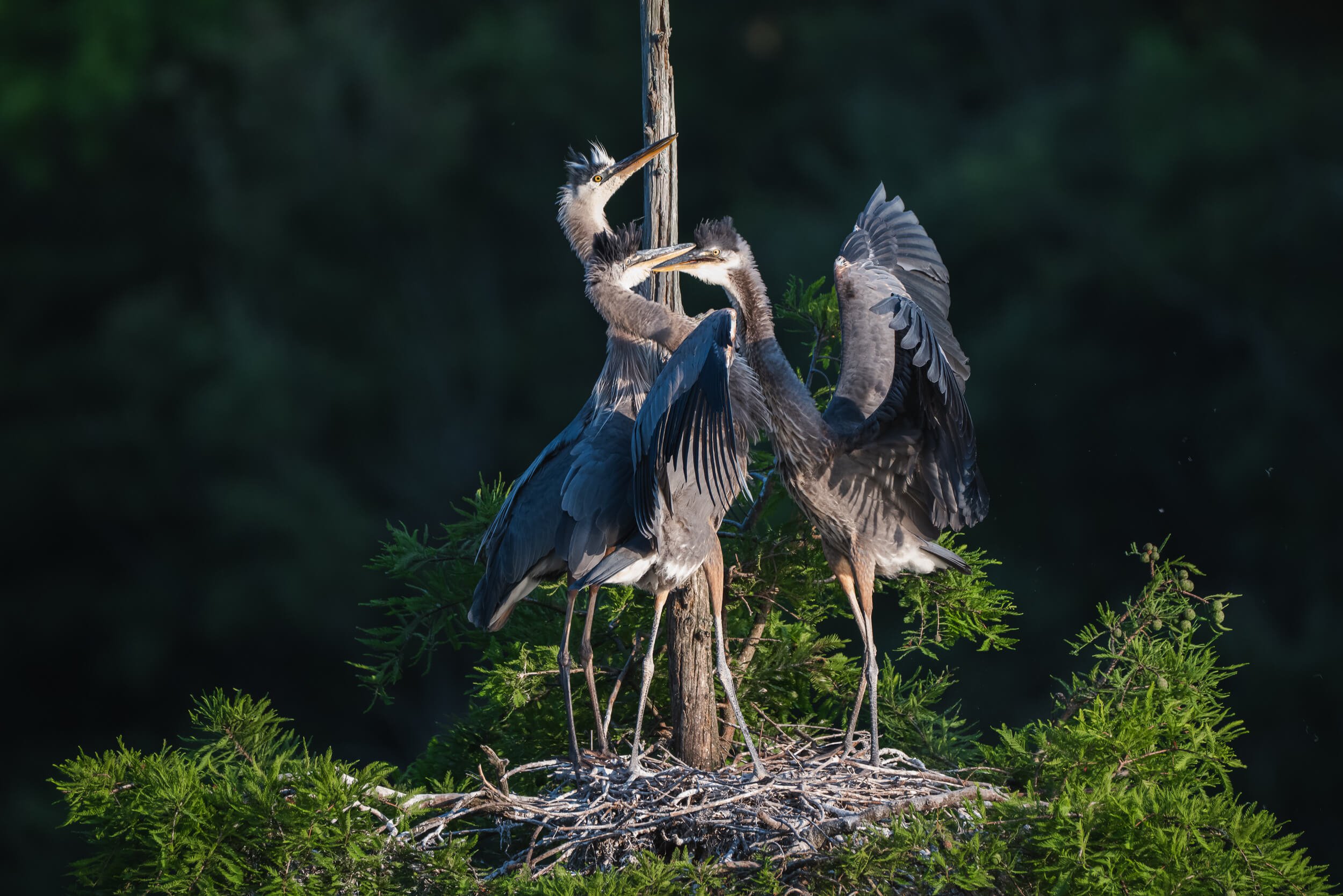 Three juvenile herons in a nest on a tree branch, interacting with each other.
