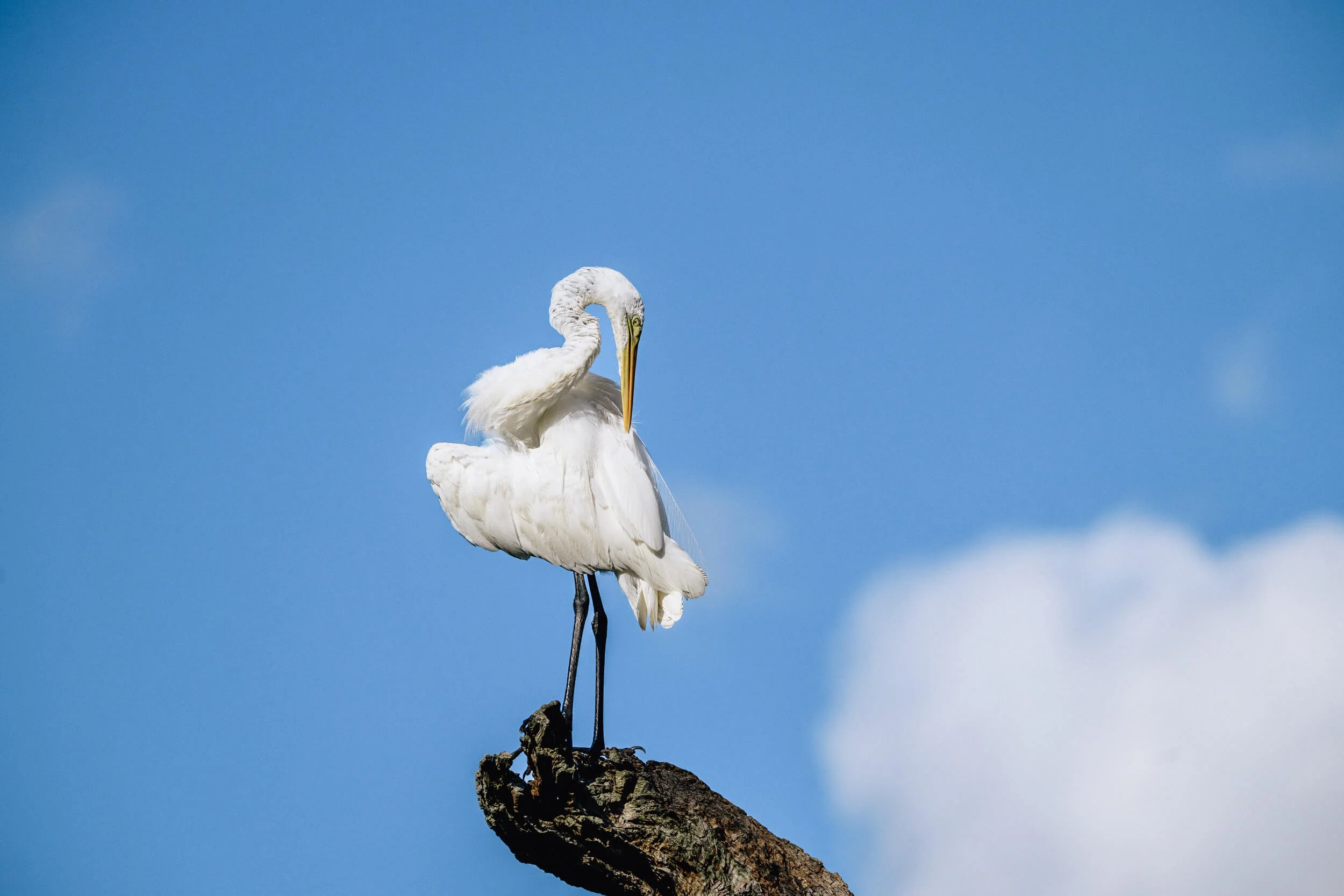 A white heron standing on a rock against a blue sky with a few clouds.