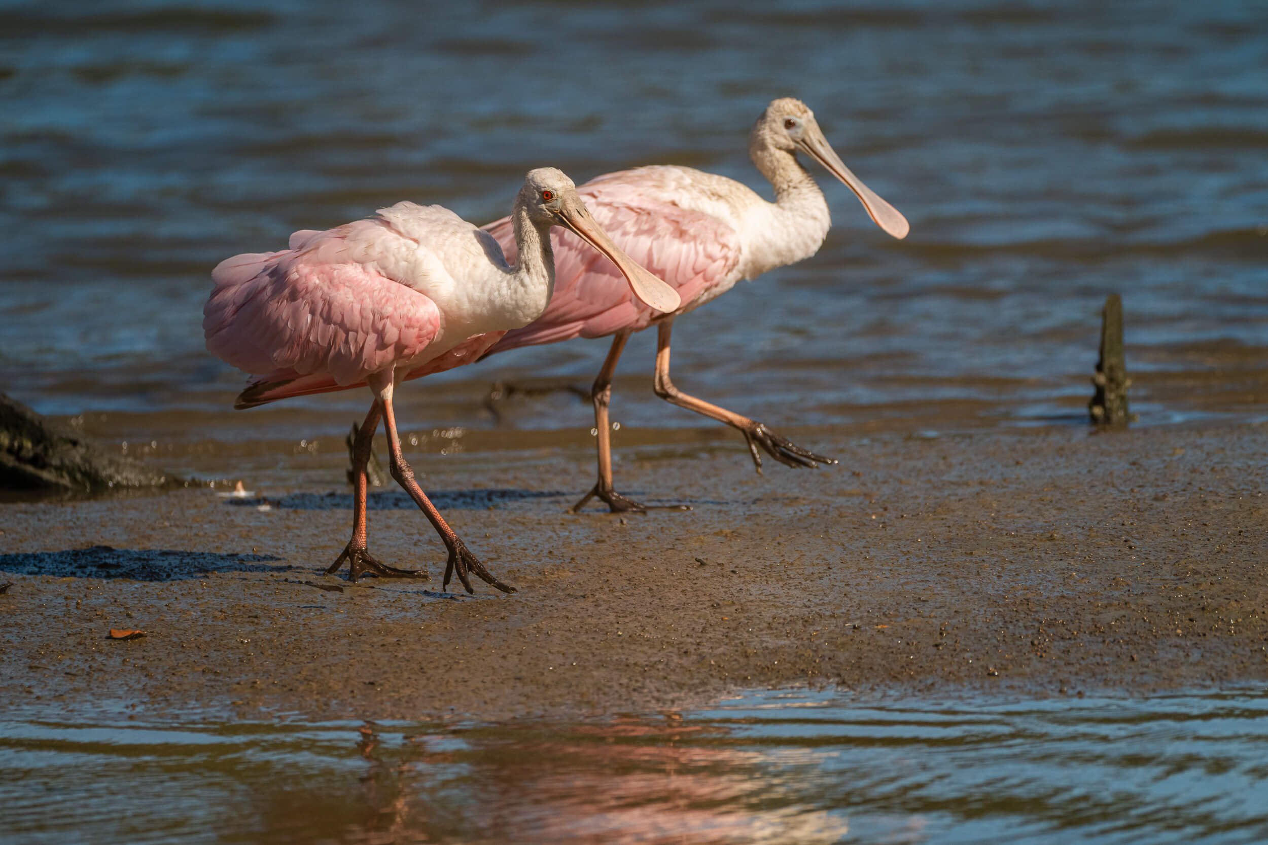 Two pink and white spoonbills wading in shallow water along a sandy shoreline.