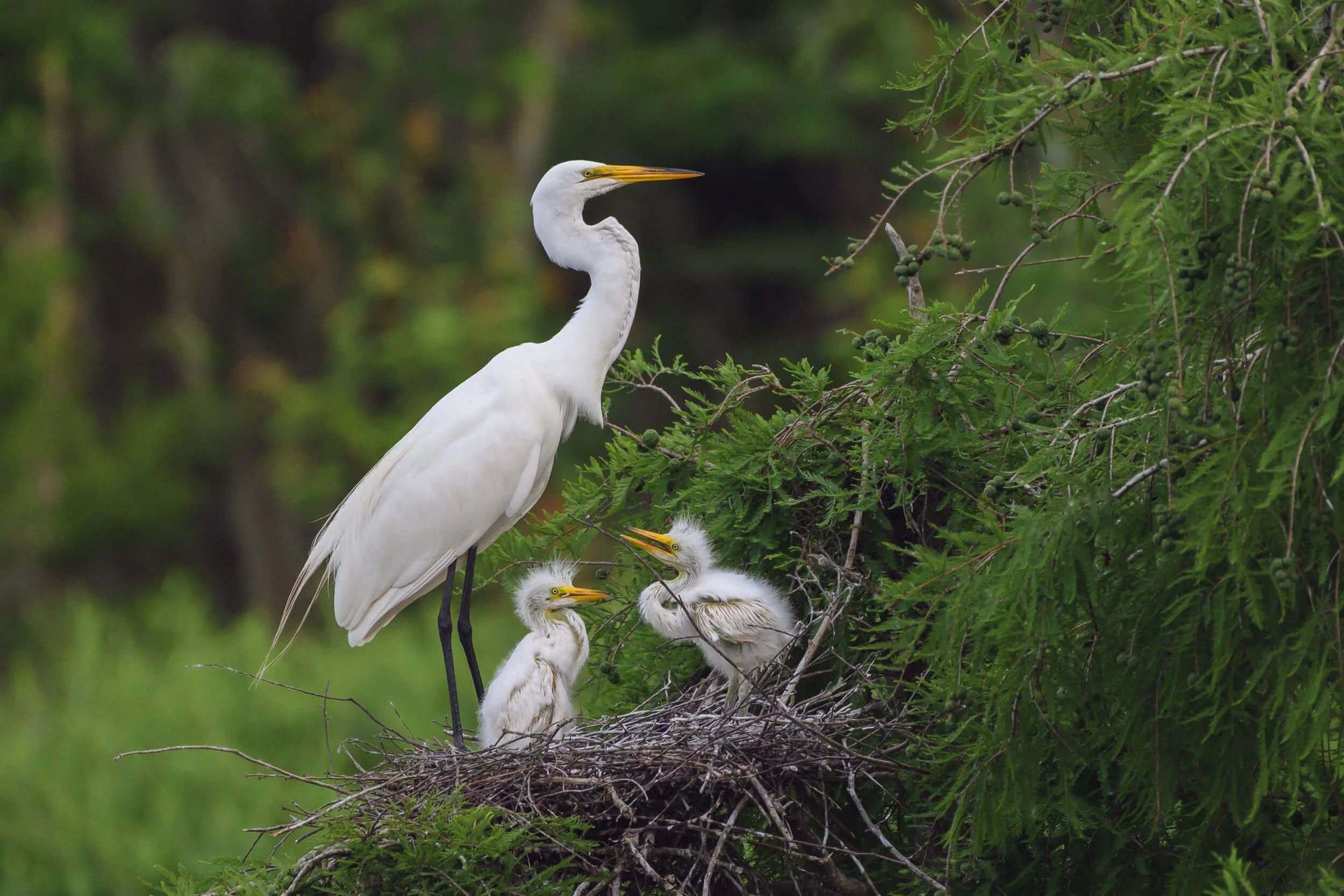 A great blue heron with three chicks in a nest on a tree branch surrounded by green foliage.