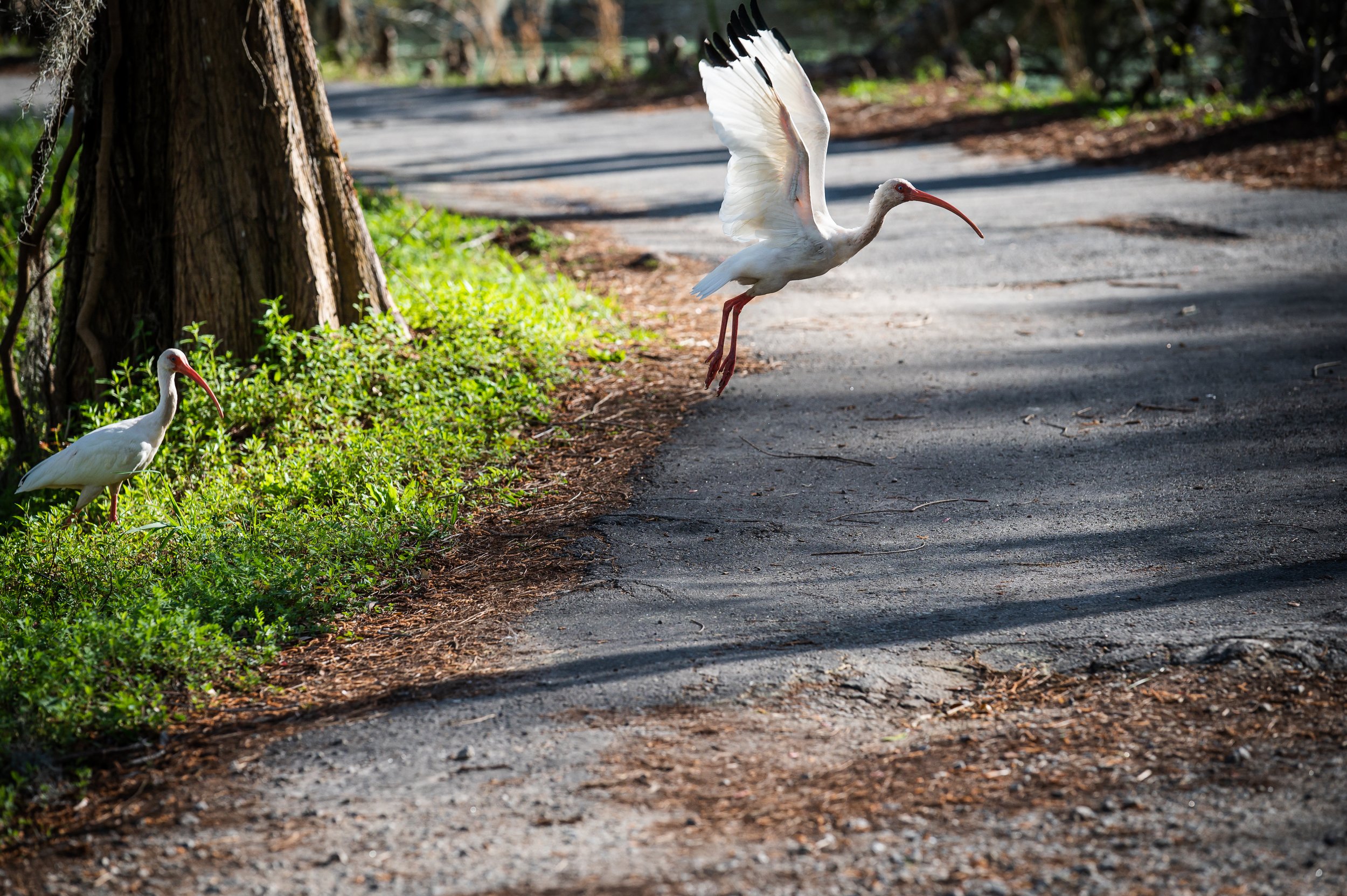 magnolia blog 2 ibis.jpg