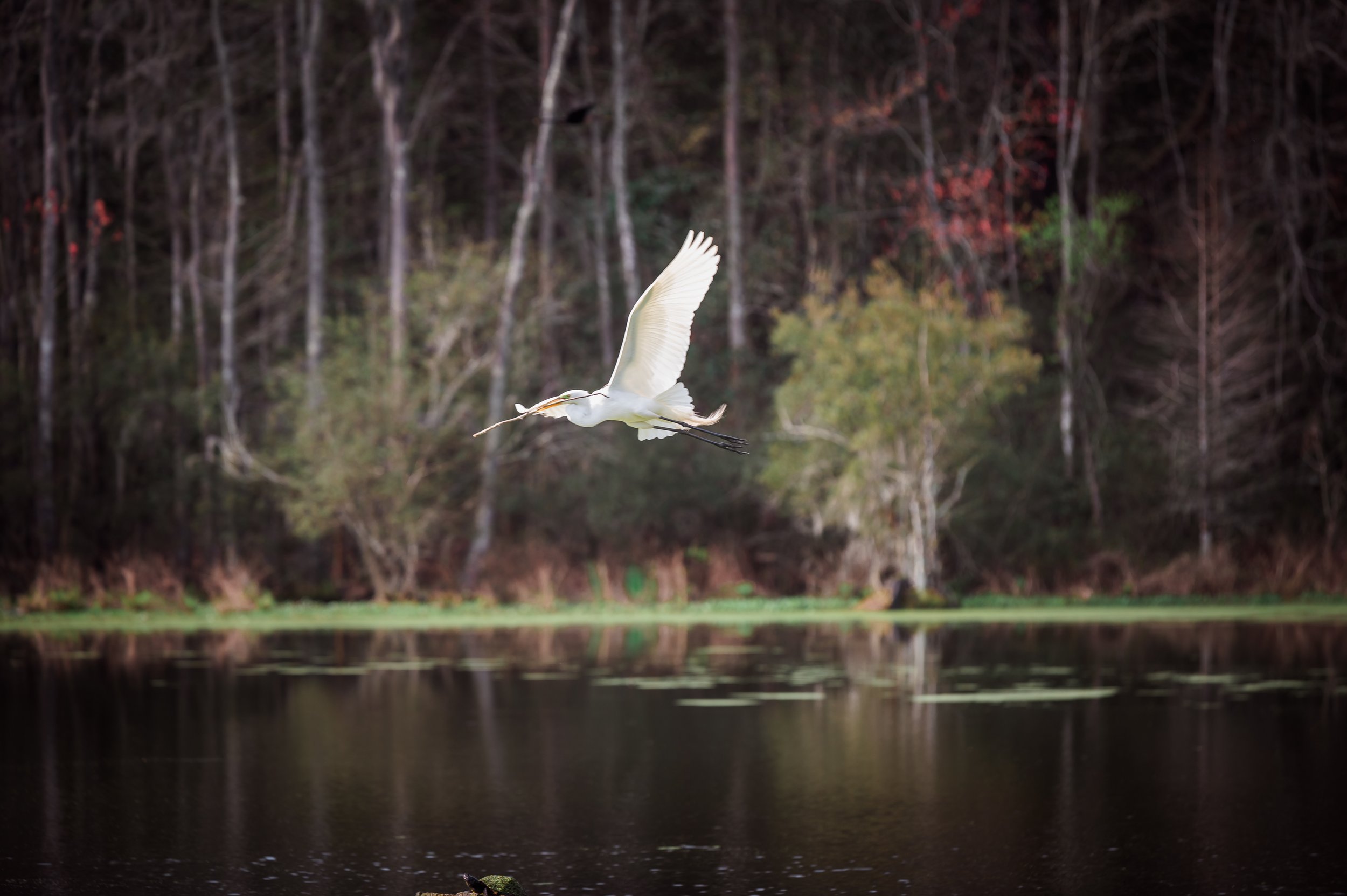 magnolia blog swamp egret in flight.jpg