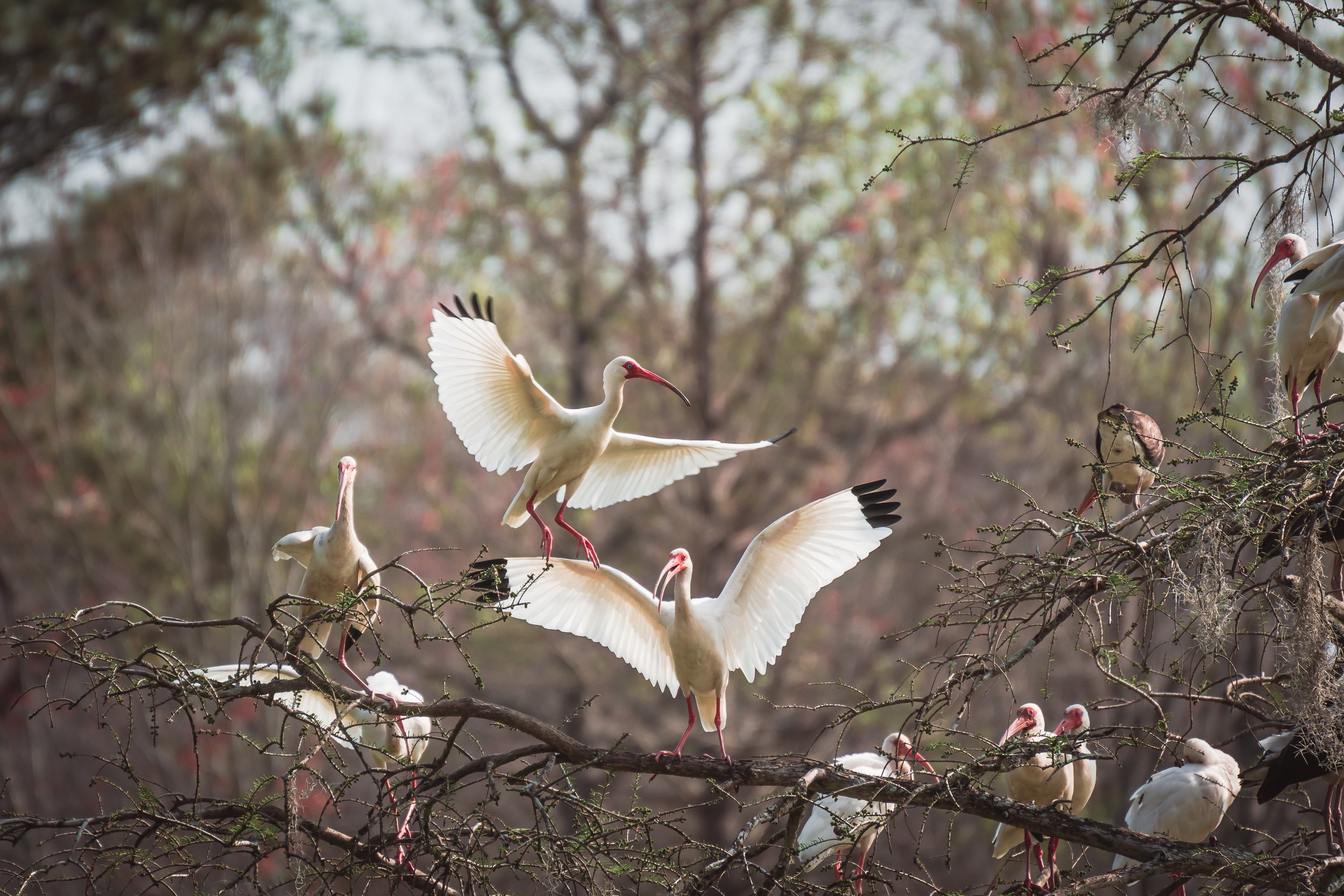 magnolia blog swamp flock of ibis.jpg