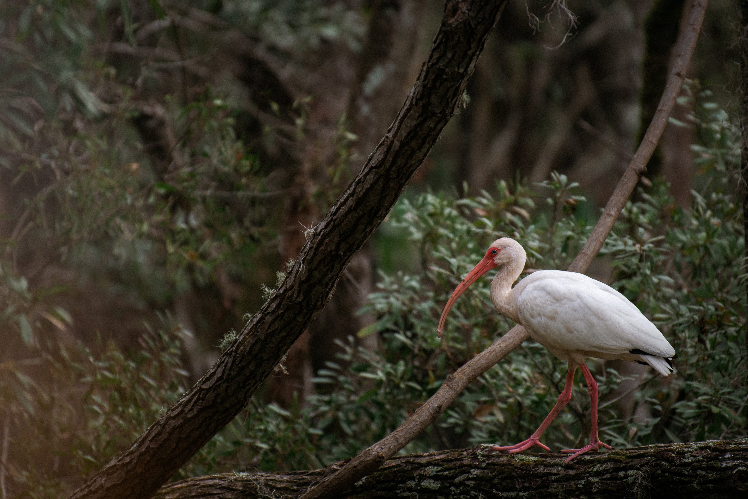 magnolia blog swamp ibis walking.jpg